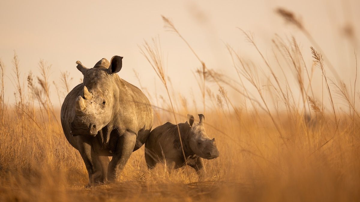 1200x675 No one wanted to buy 000 rhinos up for auction. What happened next is good news