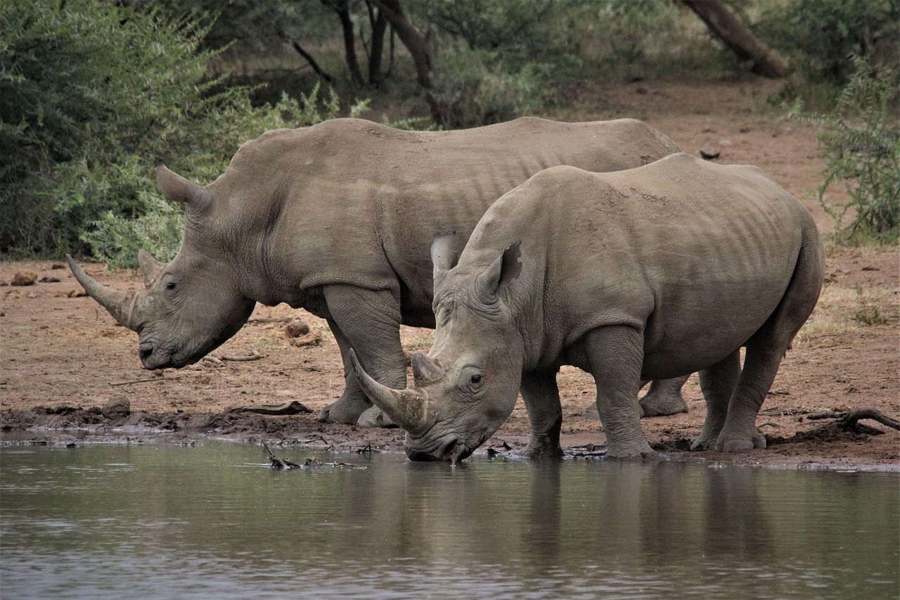 1280x853 White Rhino Giants Couple