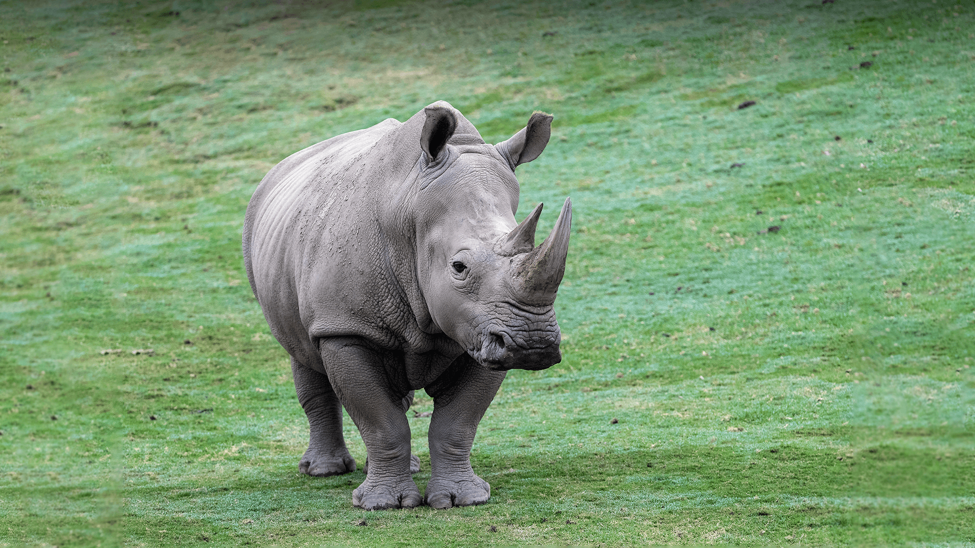 1920x1080 White Rhinoceros. San Diego Zoo Animals & Plants