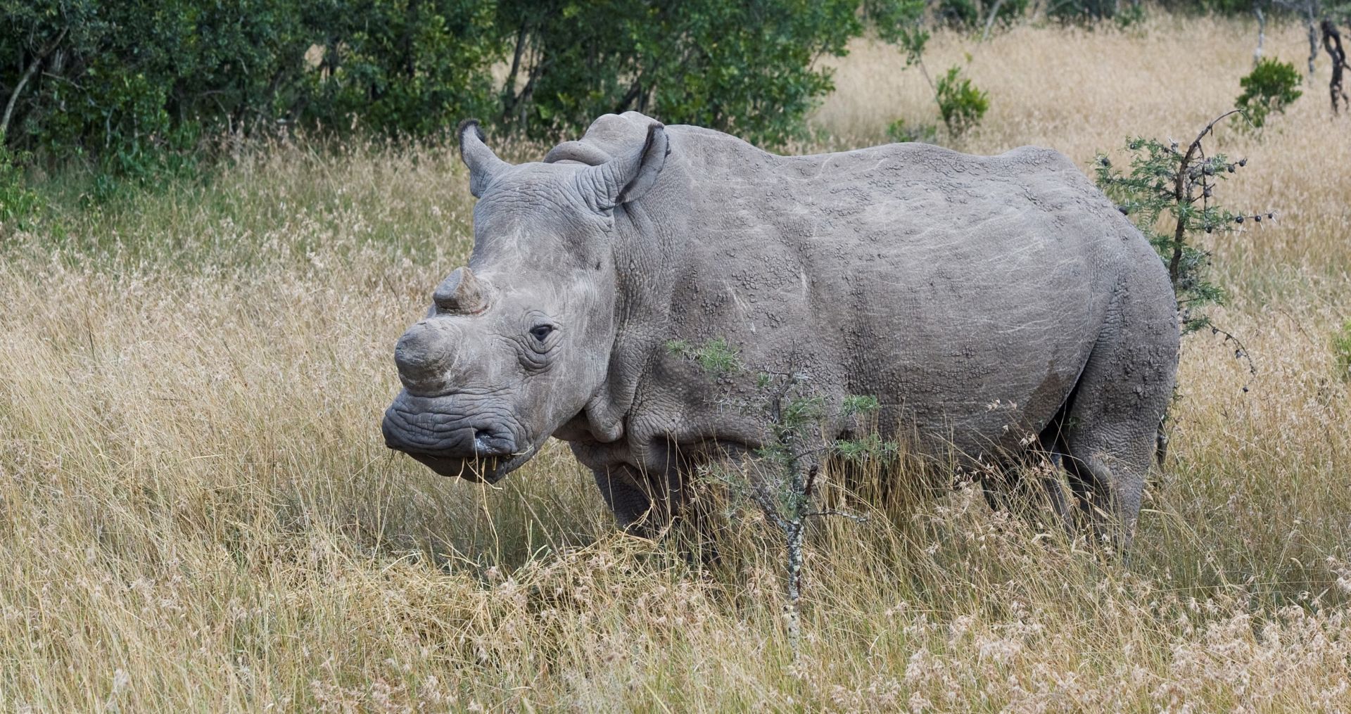 1920x1015 Northern white rhino: Facts about the world's rarest rhino