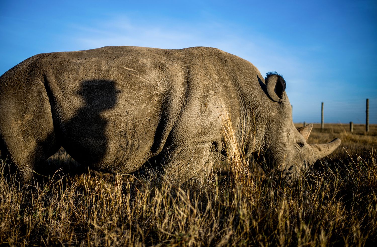 1500x984 Northern White Rhinos at Ol Pejeta, Kenya