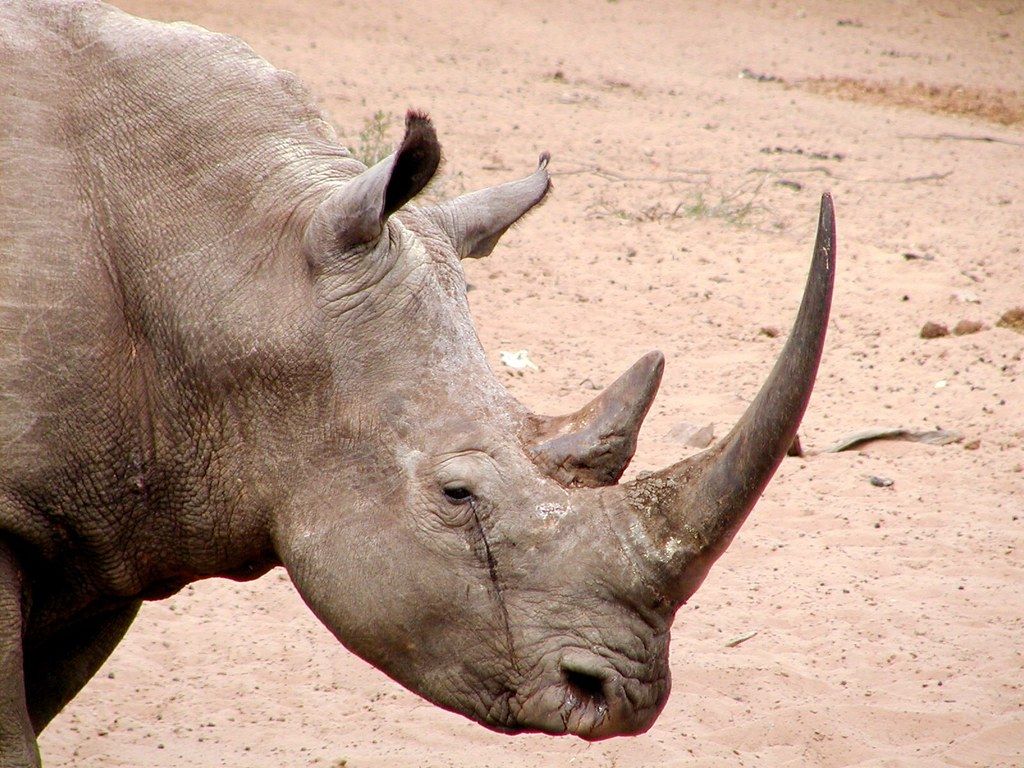 1024x768 White rhinos