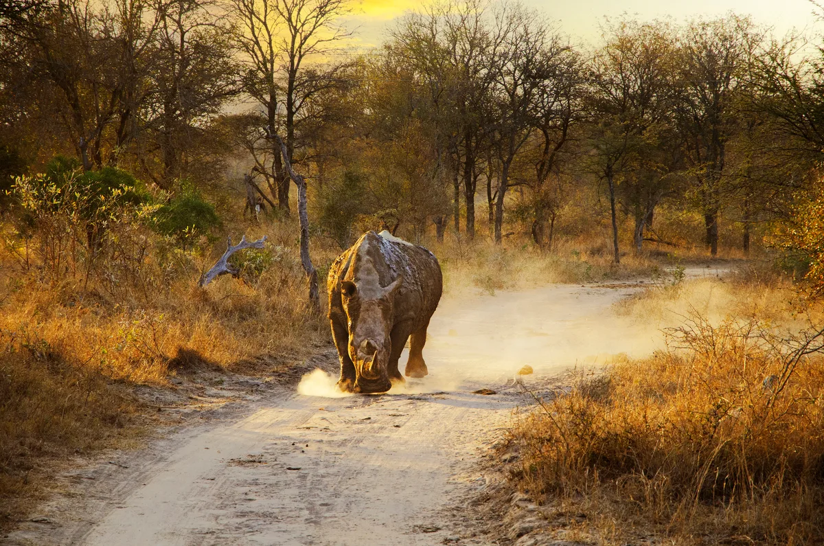 1200x795 extraordinary rhino photo reveal just how powerful and intimidating these animals can be