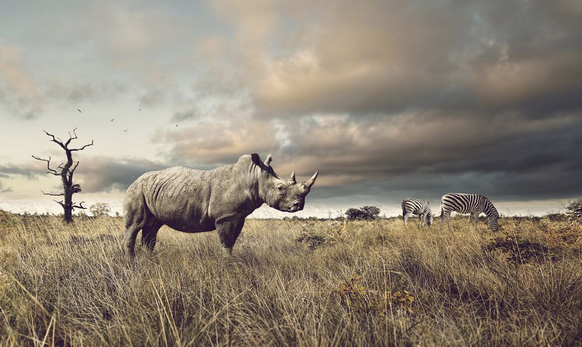 1172x699 Rhino and Zebra in Grasslands