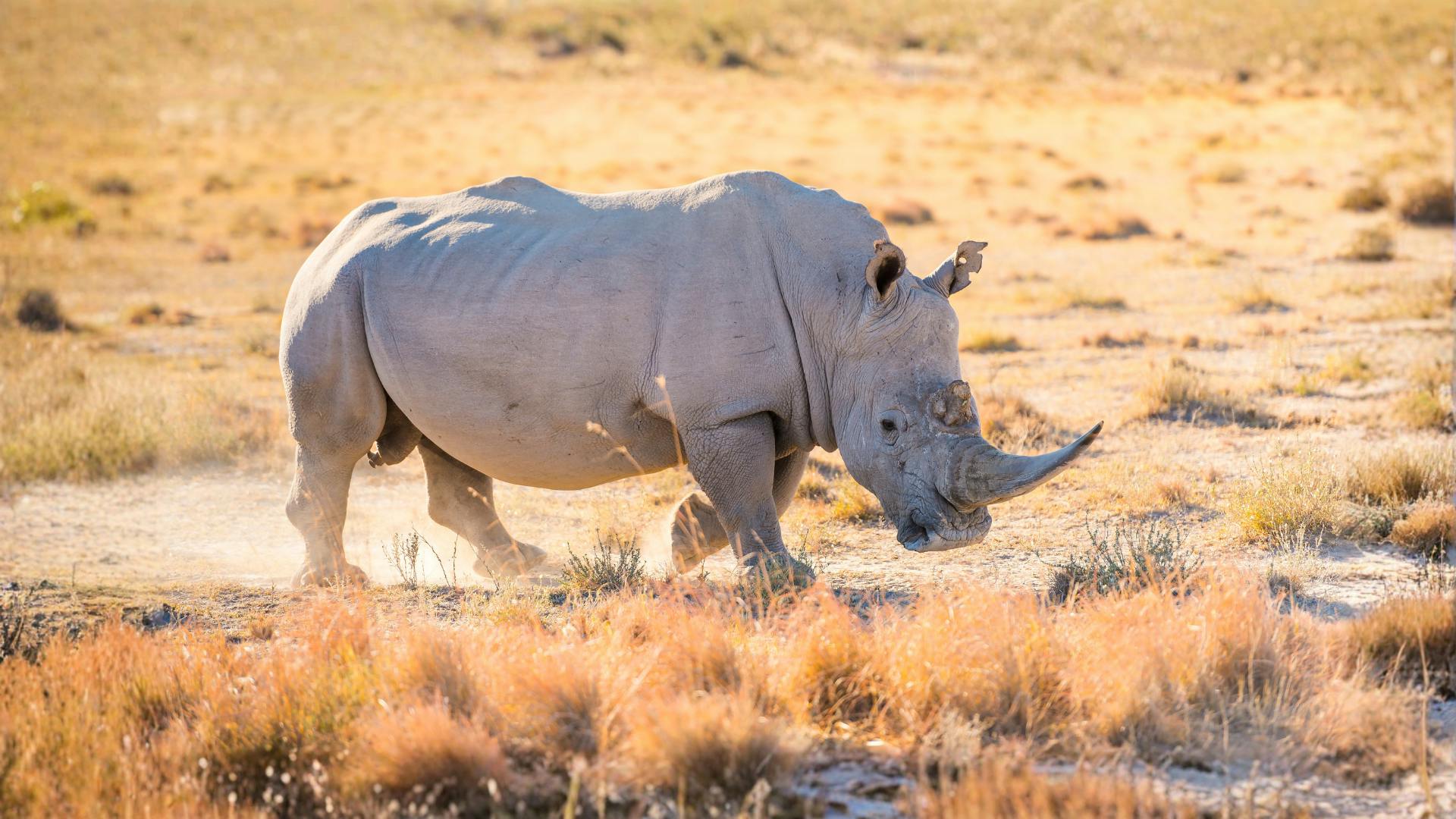 1920x1080 The southern white rhinoceros: The grassland giant that beat extinction