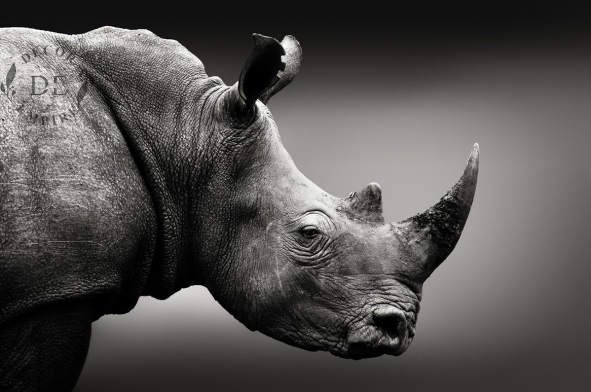 1200x796 Black and White Rhino Wallpaper Mural