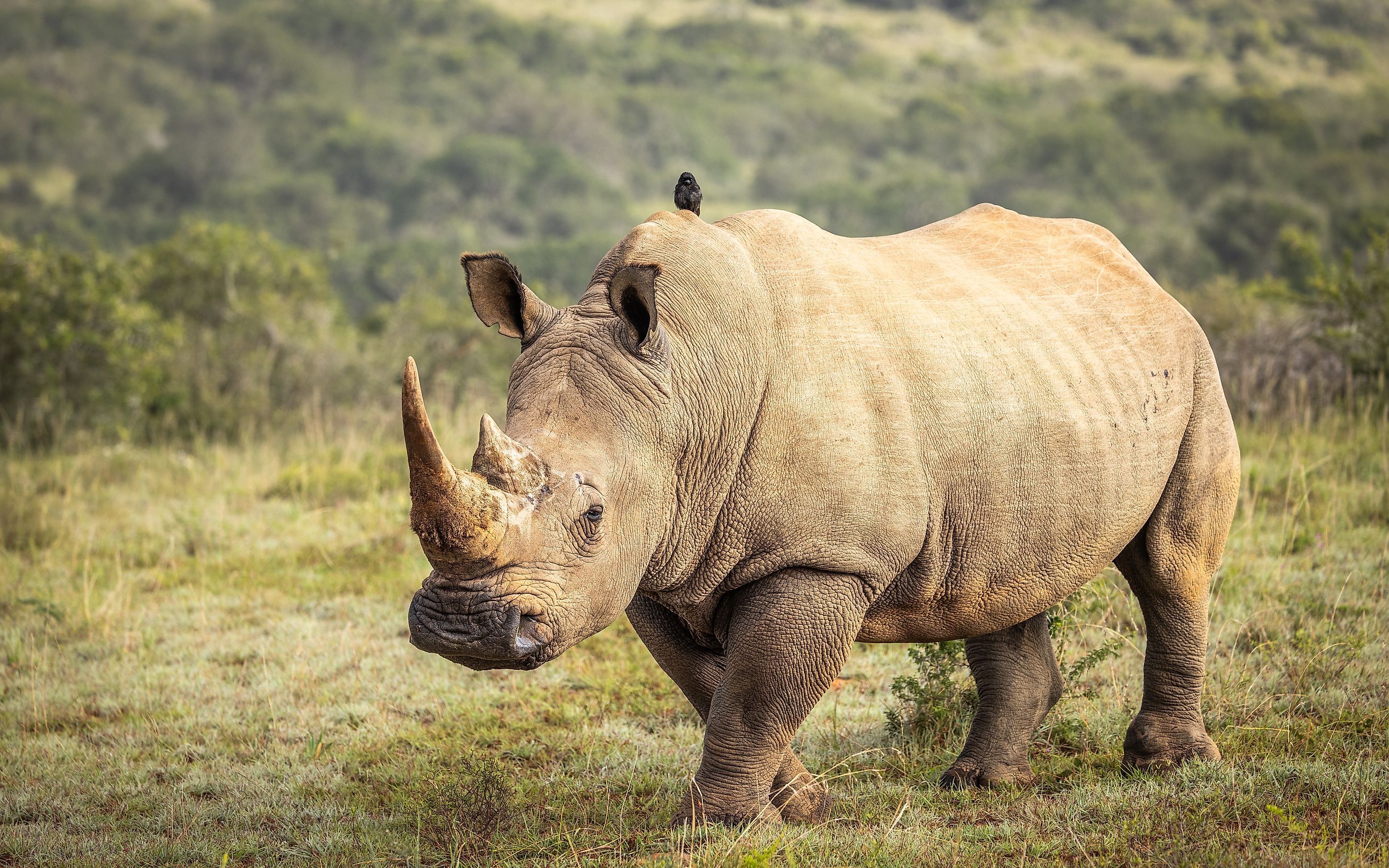 2816x1760 White Rhino
