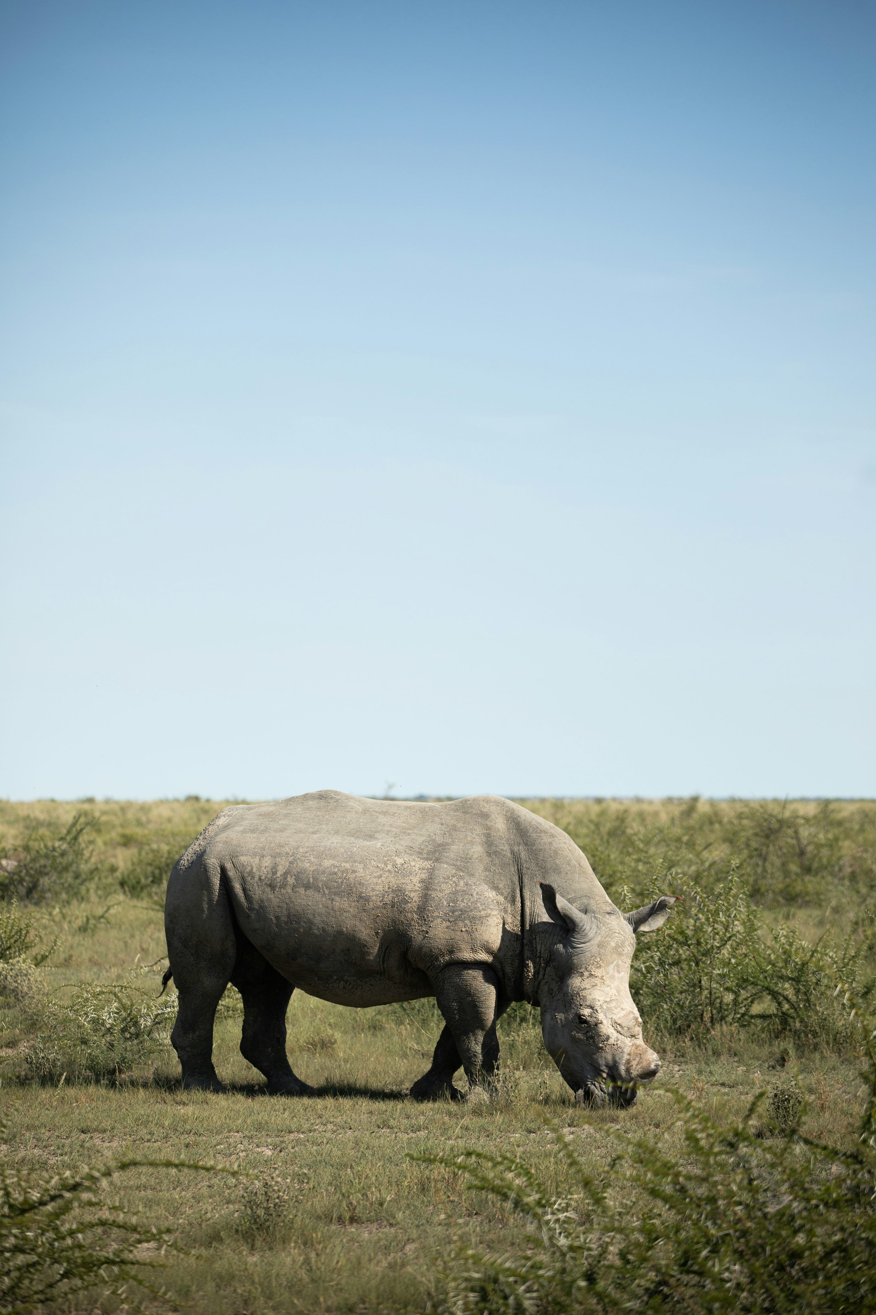 3000x4500 A white rhino standing on top of a lush green field