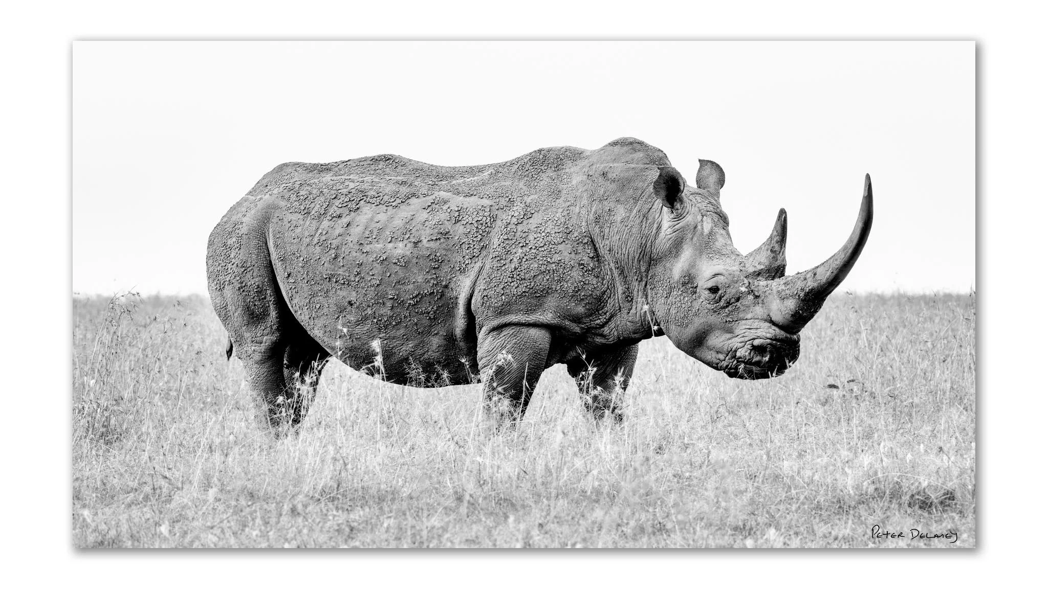 2048x1152 Nose Horned