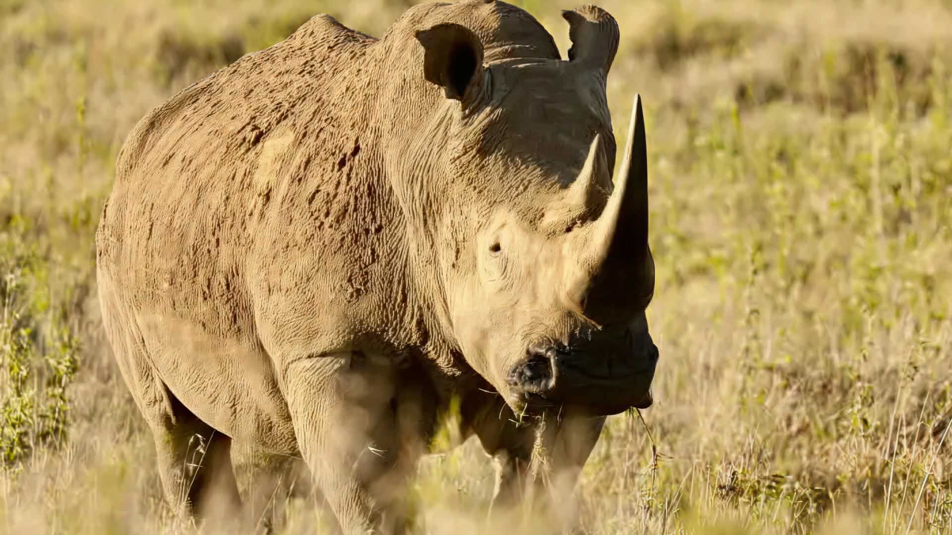 1920x1080 About Rhinos • Wildlife Conservation Network