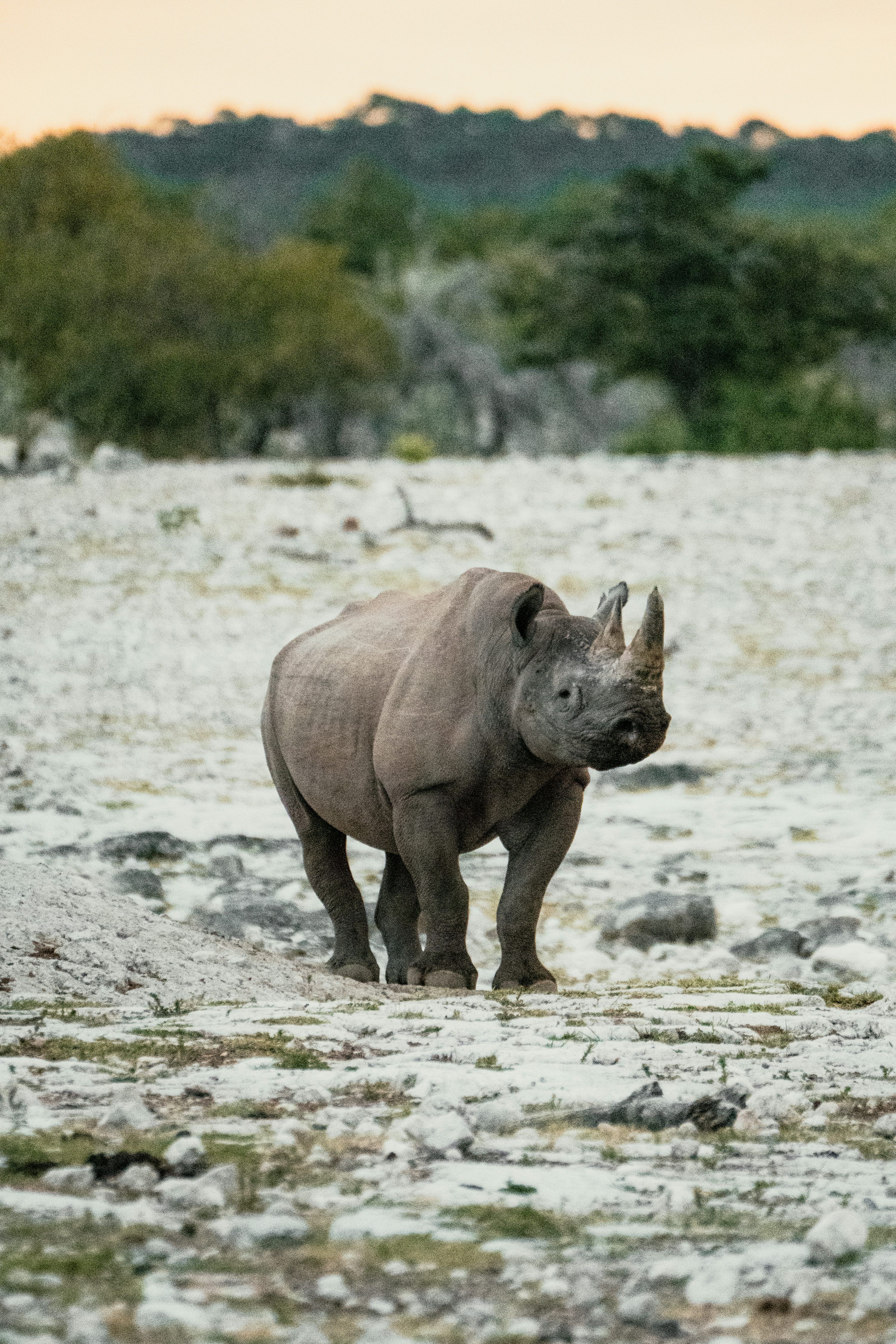3000x4500 Rhino Picture [HD]. Download Free Image