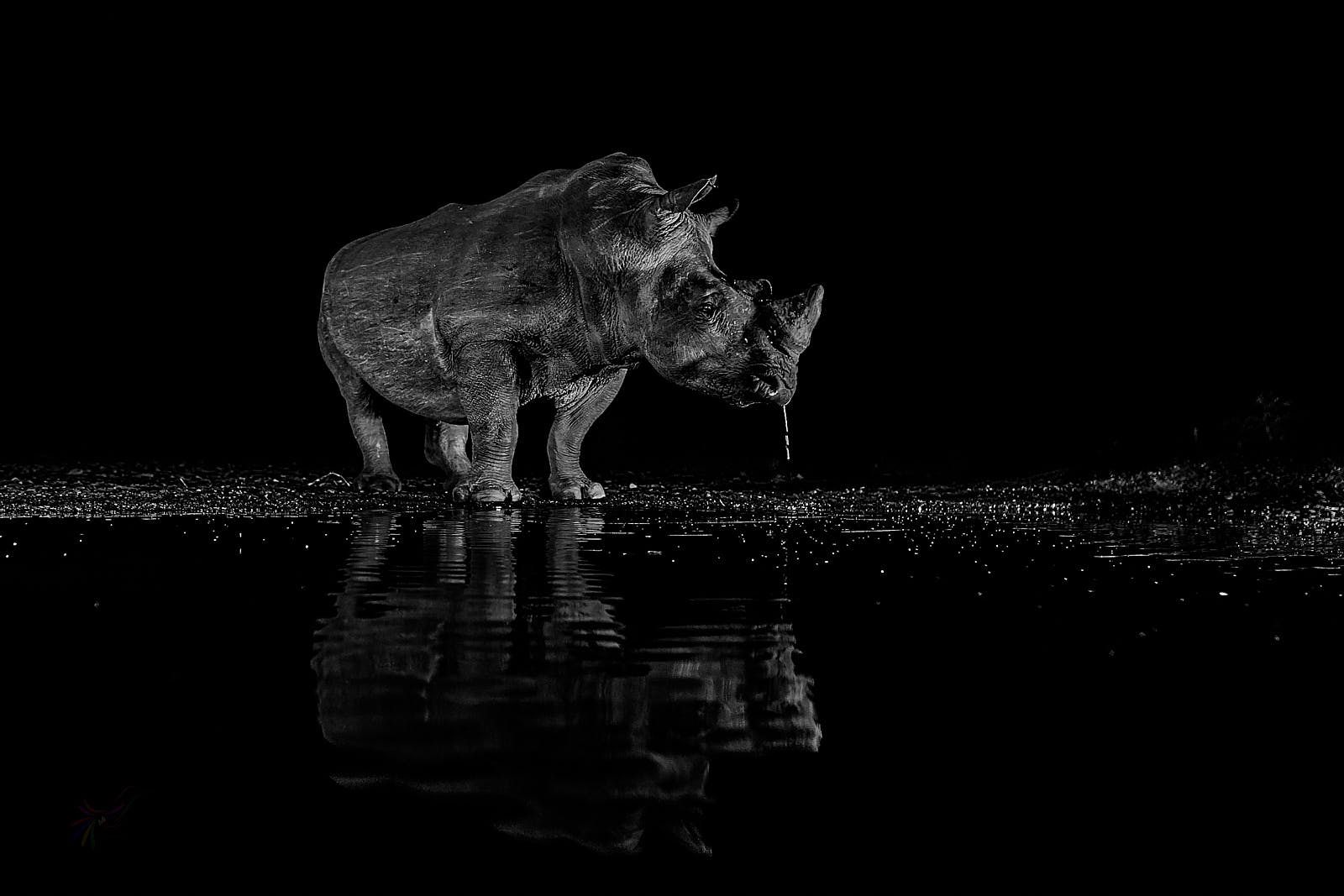 1600x1067 White Rhino. KwaZulu Natal, South Africa. Fine Art Landscape and Nature Photography Prints