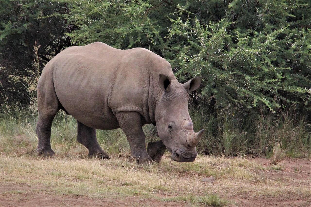 1280x854 Free Rhino Wallpaper & Rhino Image