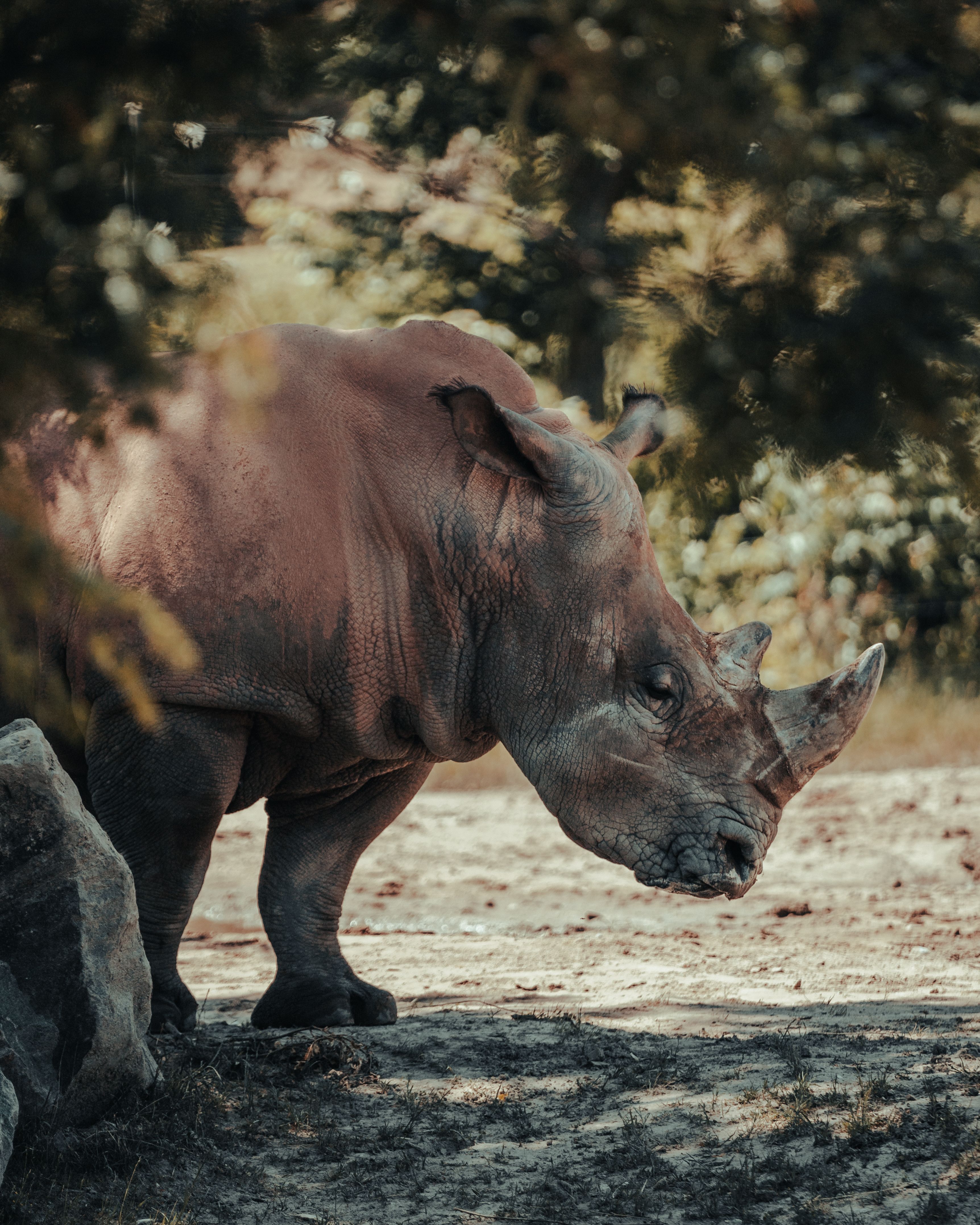 3448x4310 White Rhino in the Nature Reserve · Free