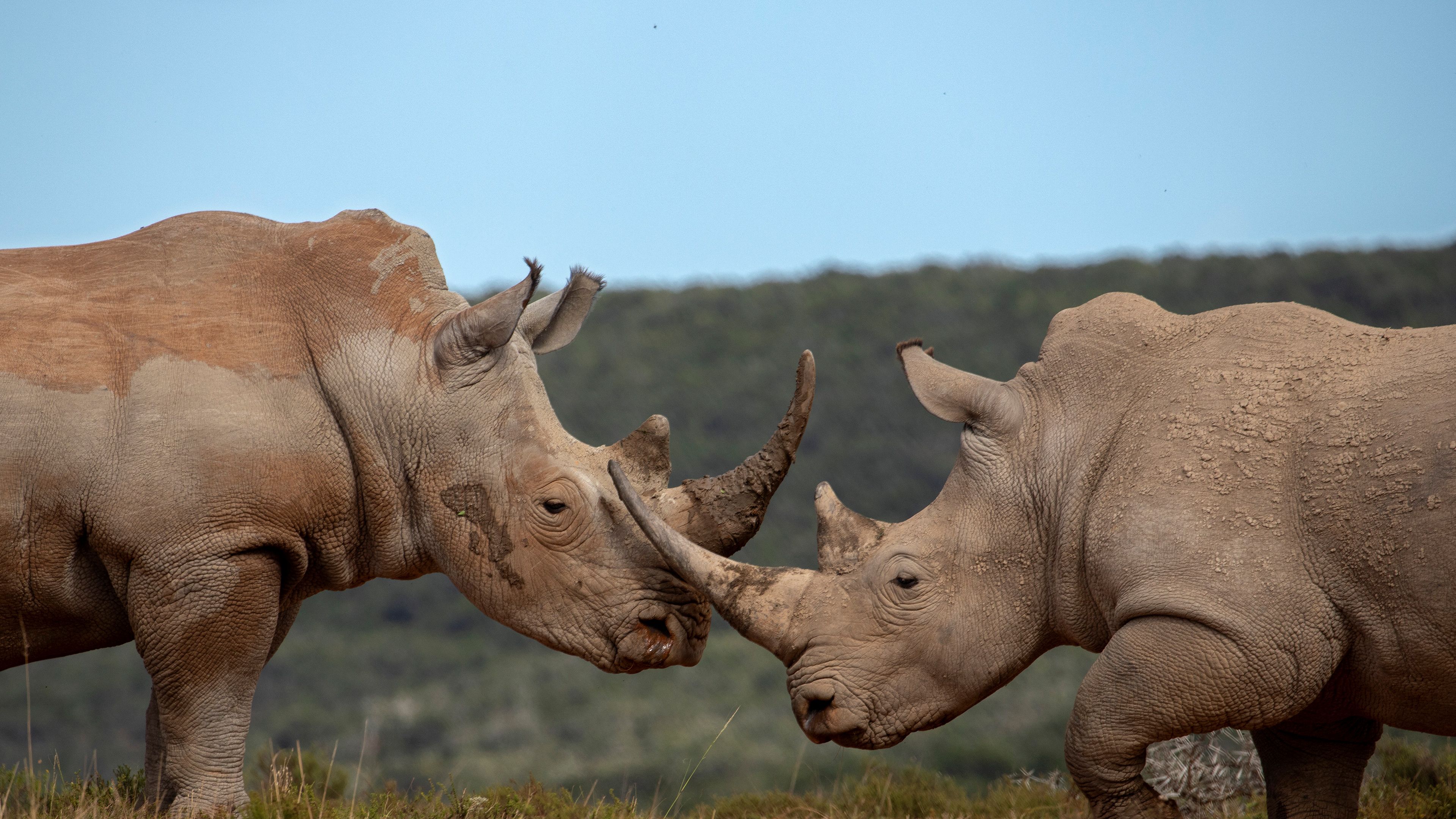3840x2160 Majestic Rhinos in Ultra HD 4K Wildlife Wallpaper Showcasex2160