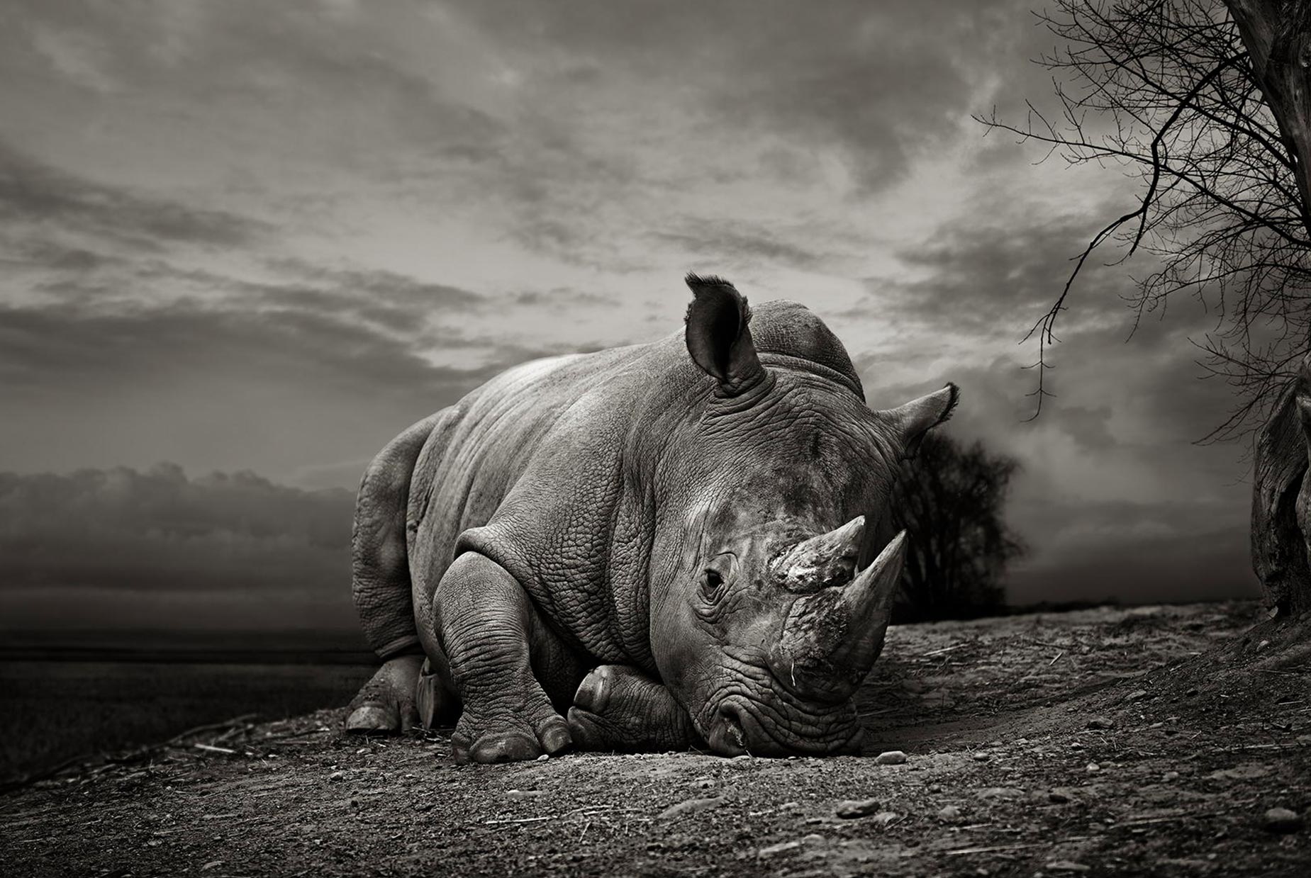 1849x1239 Northern White Rhino