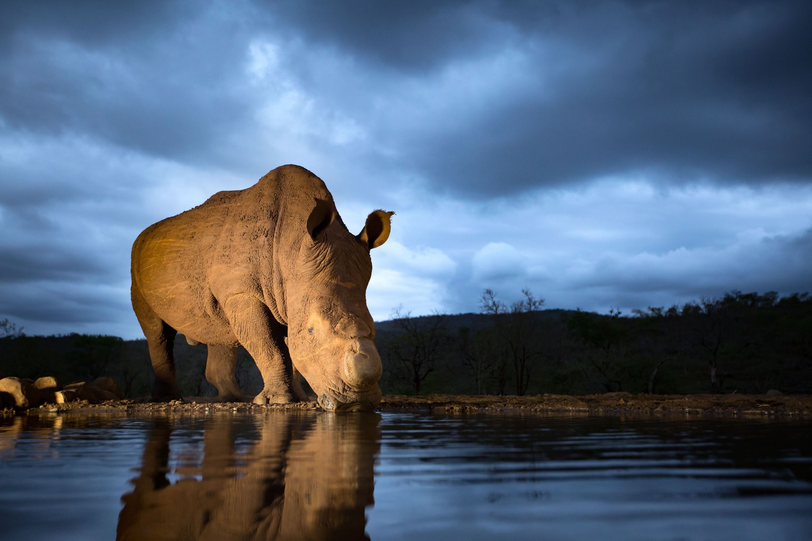 3072x2048 Rhino Image. National Geographic Your Shot Photo of the Day