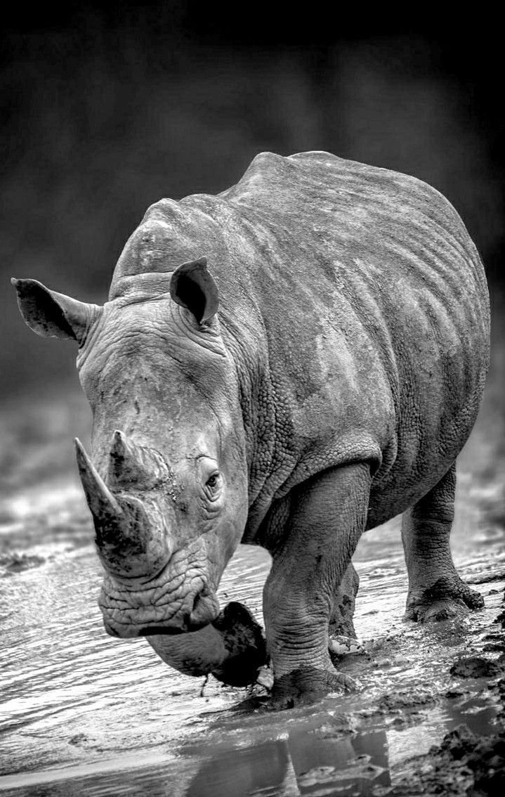 719x1134 Majestic Black And White Rhinoceros. Black Rhino Wallpaper, Rhinoceros Close Up, African Rhino