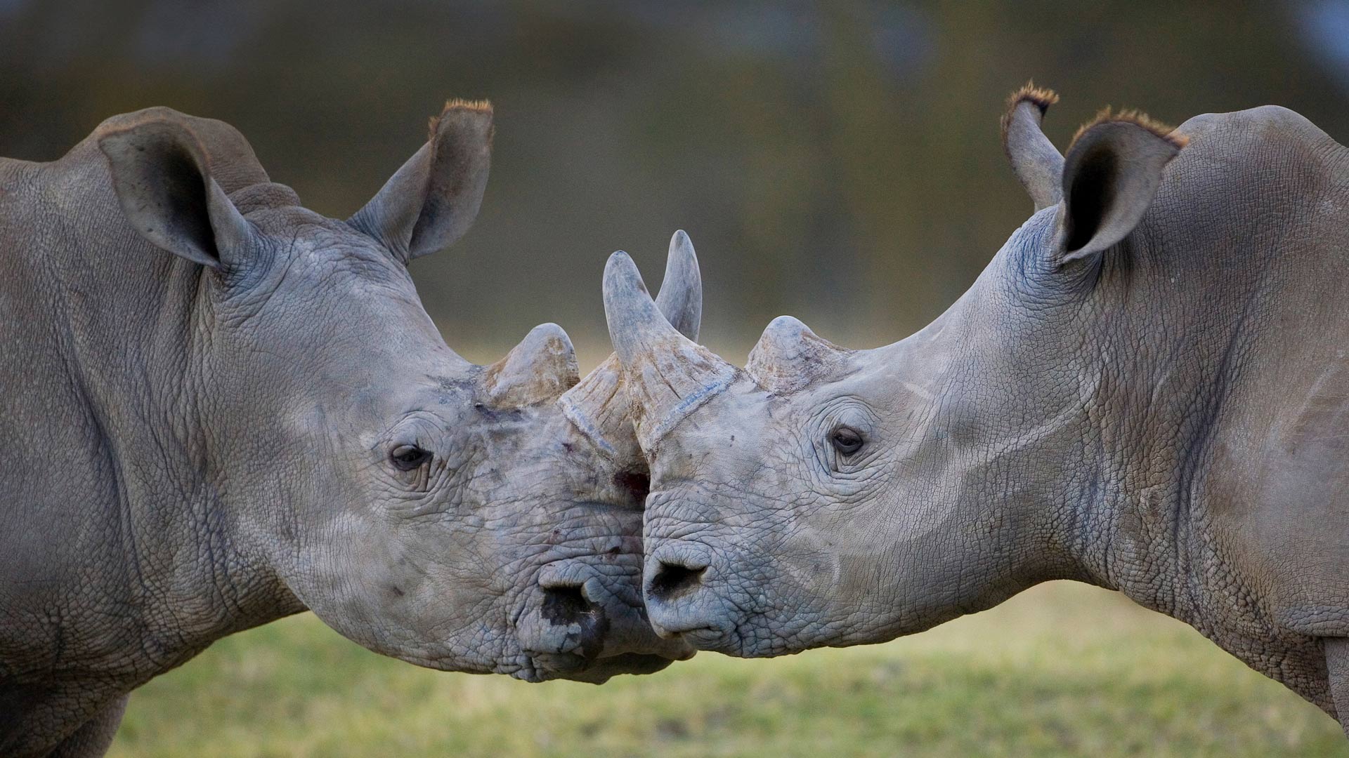 1920x1080 Bing image: Male white rhinoceroses Wallpaper Gallery