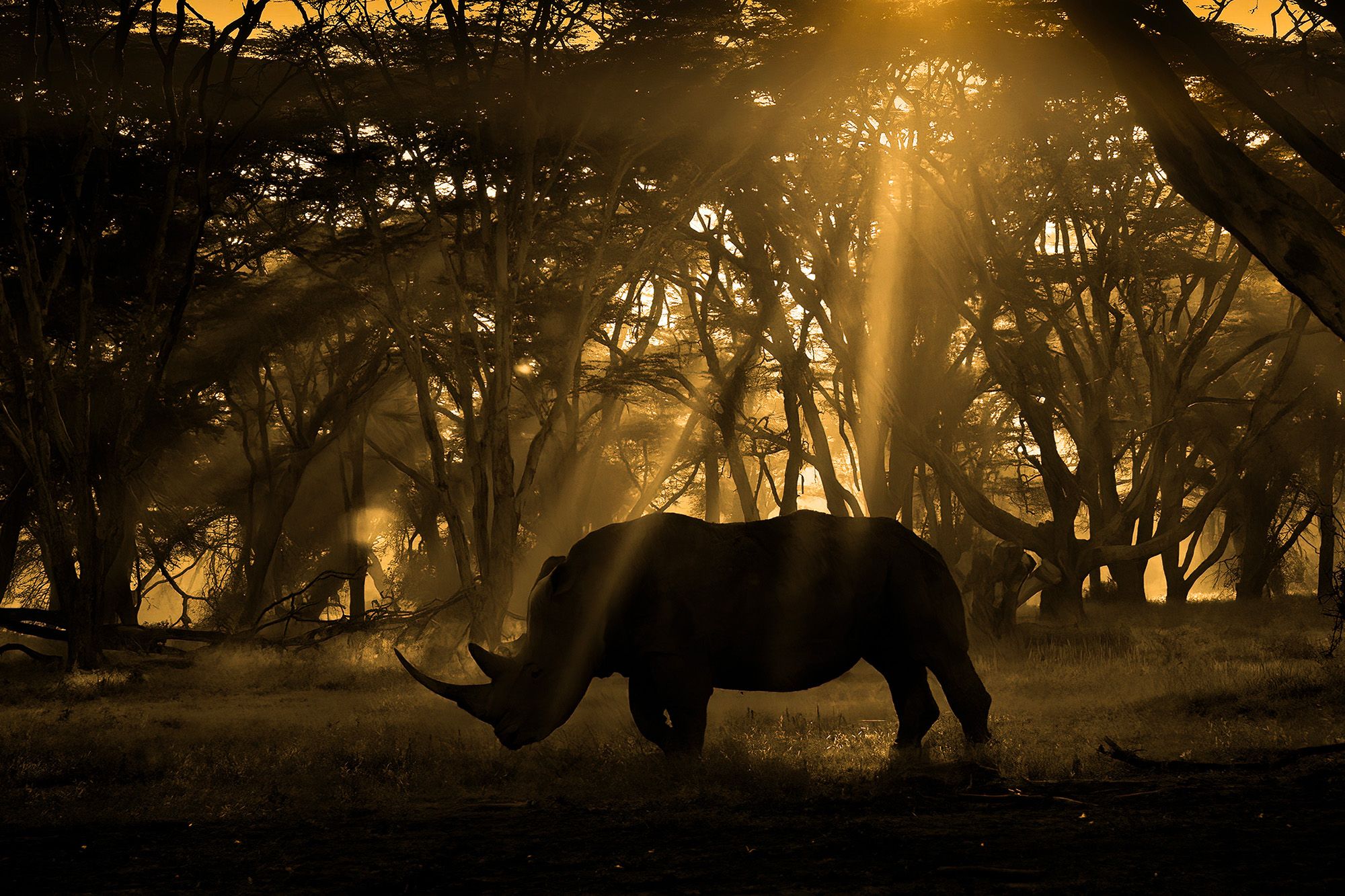 2000x1333 I traveled to Kenya and captured this powerful image to convey the plight of the southern white rhino. Digital Camera World
