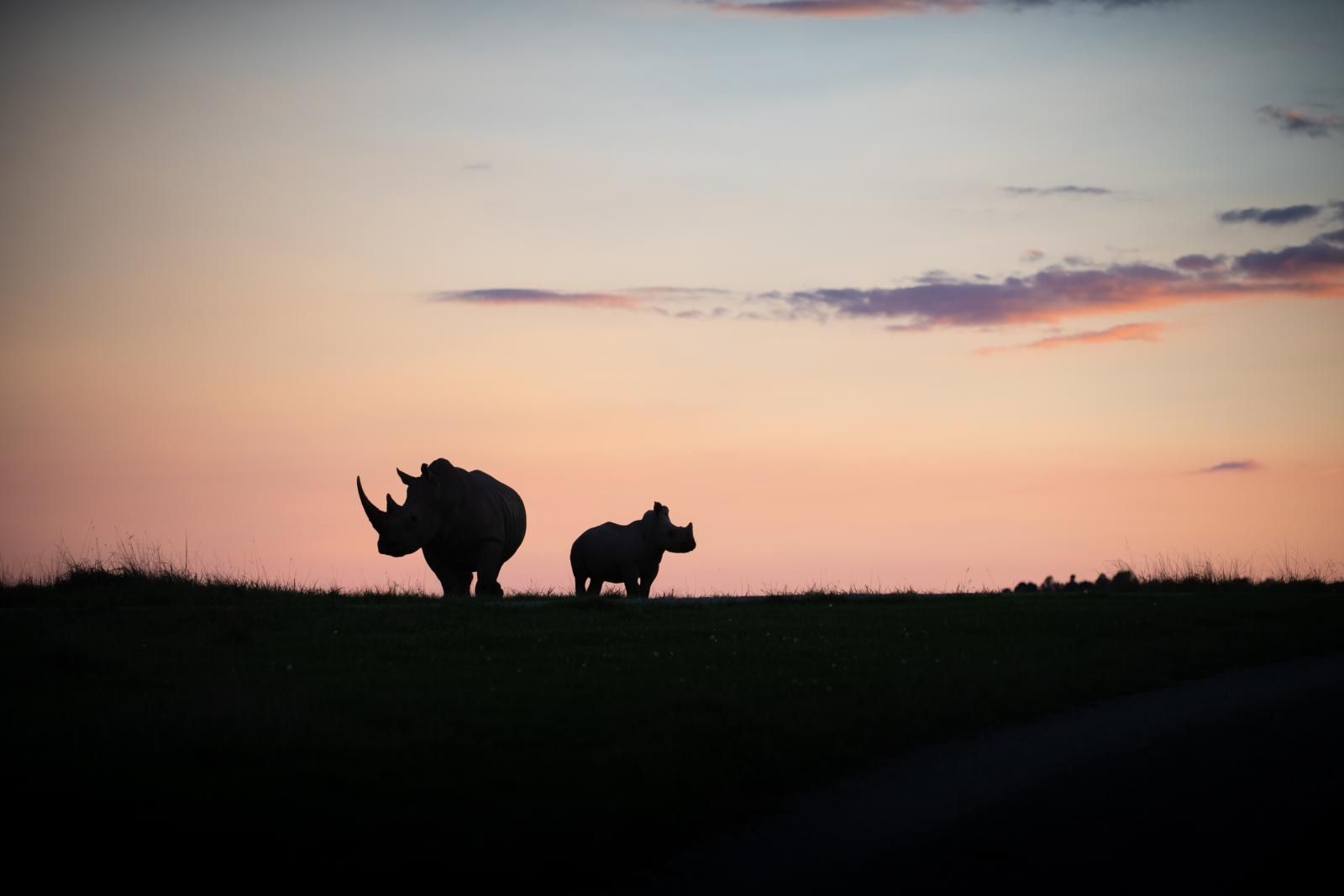 1600x1067 Southern White Rhino