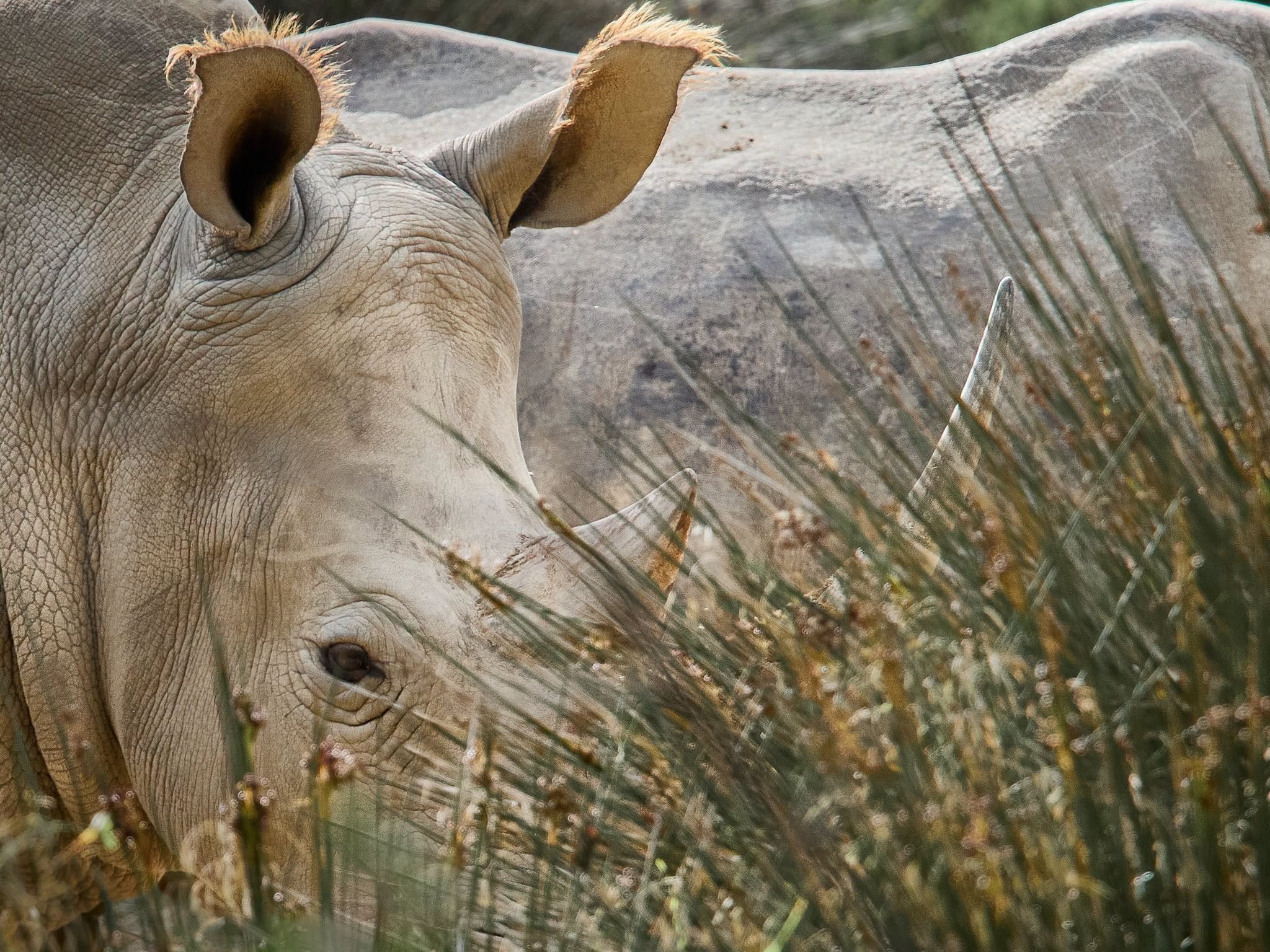 2048x1536 Denver Zoo welcomes new species this fall