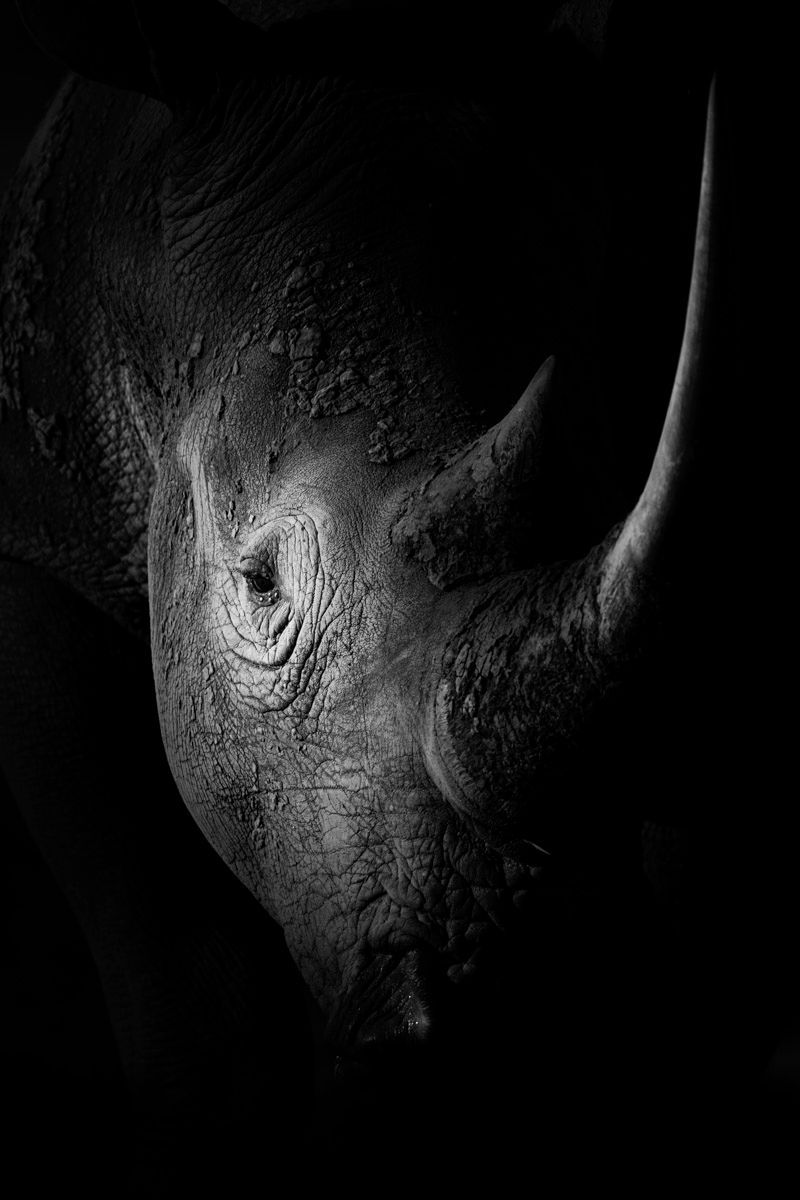 800x1200 Fine Art Rhino Prints