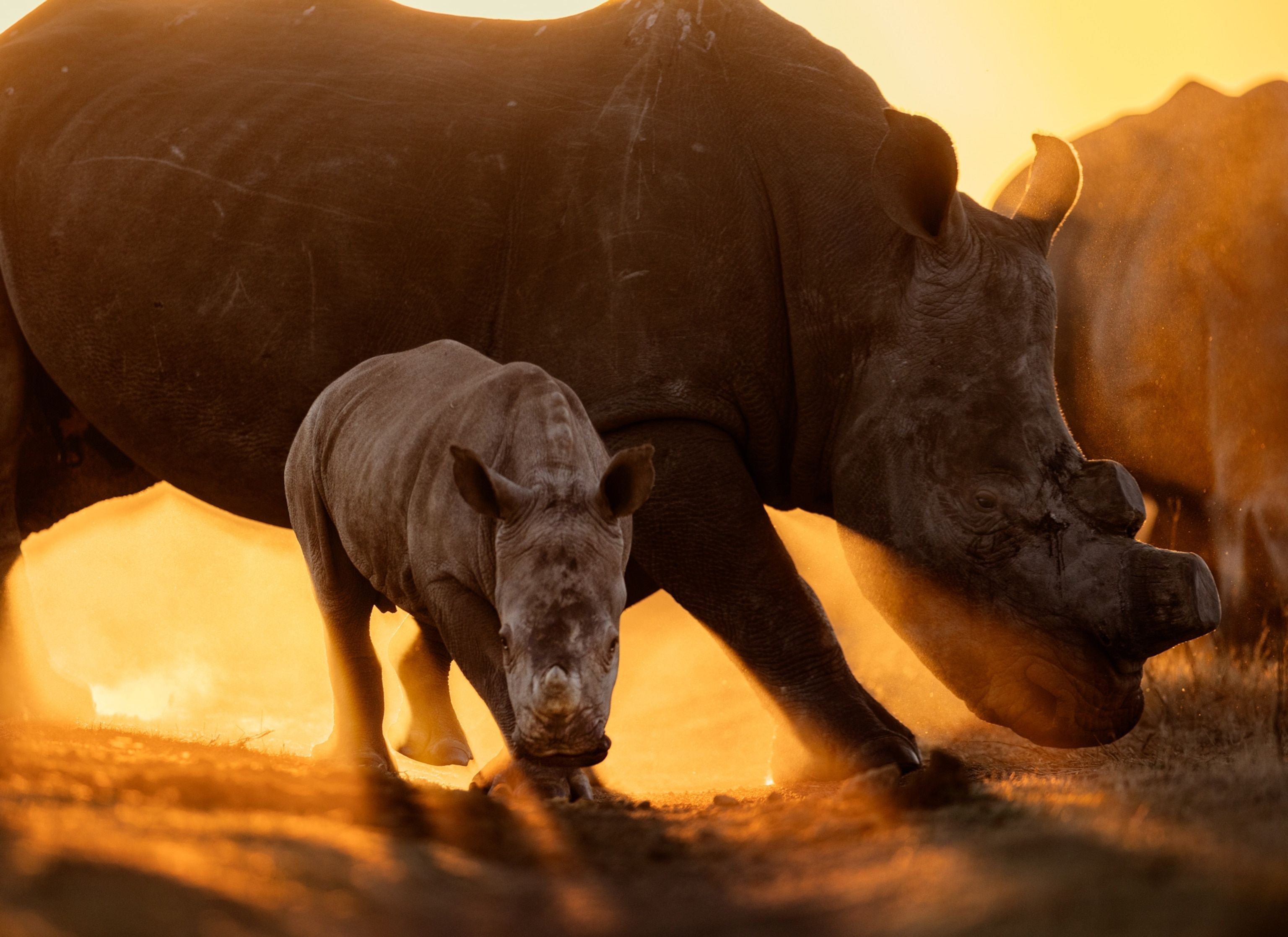 3072x2235 What Does It Take to Move 000 Rhinos?