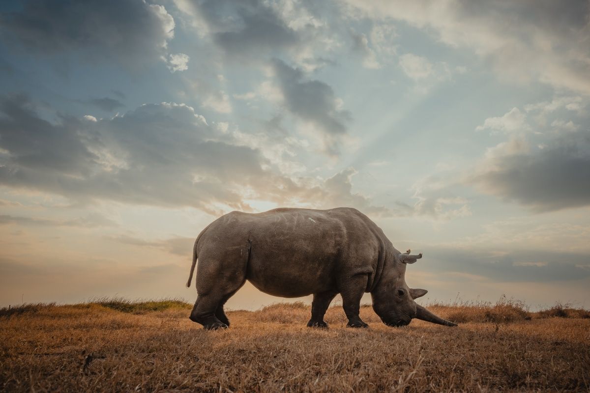 1200x800 Photographer Documents Last Two Northern White Rhinos