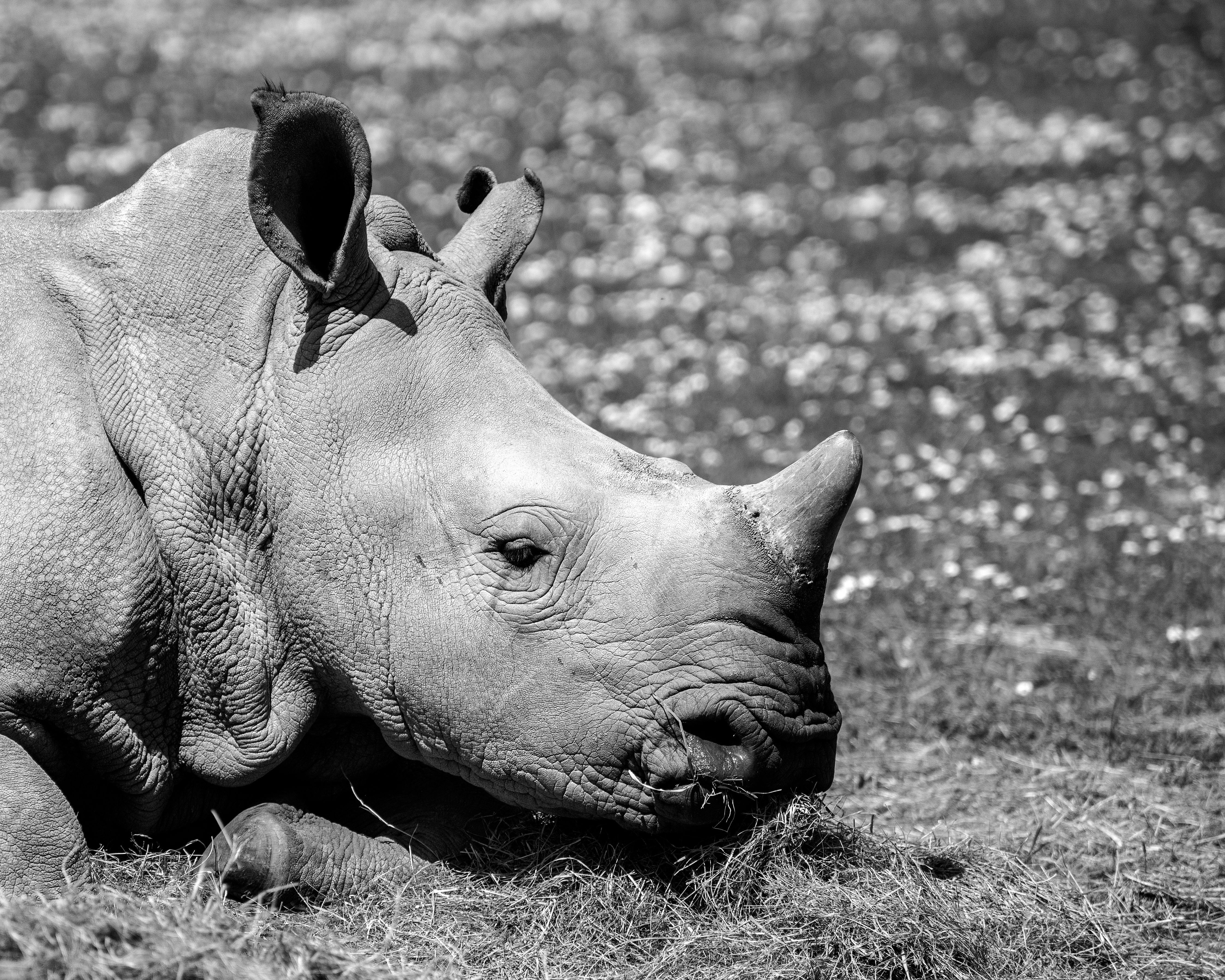 4490x3592 Rhino in Black and White · Free