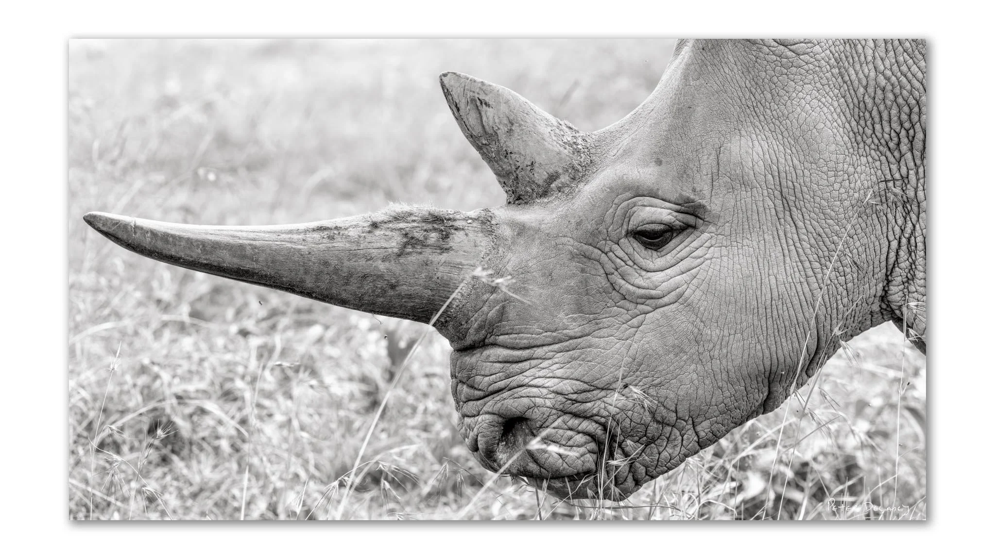 2048x1152 Black and White African Wildlife Prints