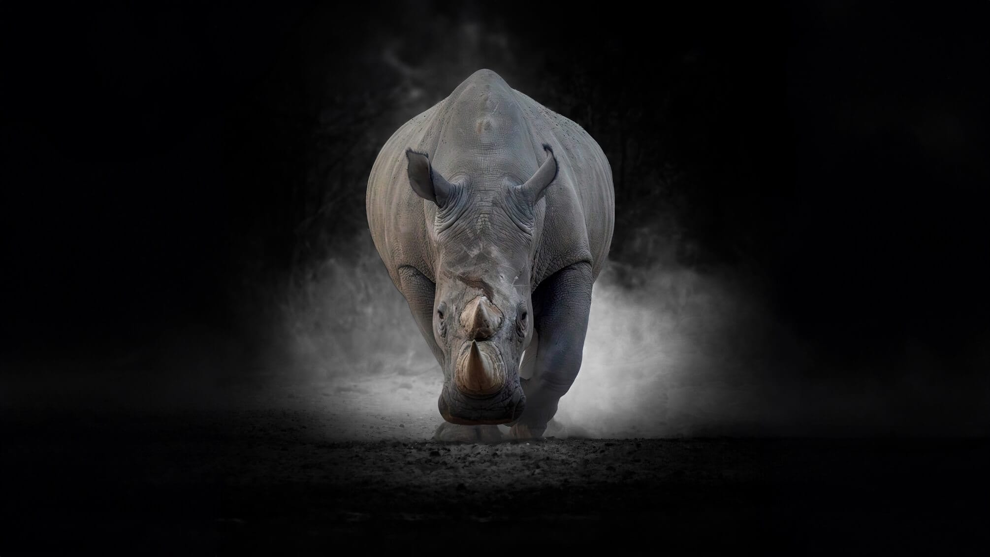 2011x1131 Volunteer with White Rhinoceros. Exclusive Kalahari 2025