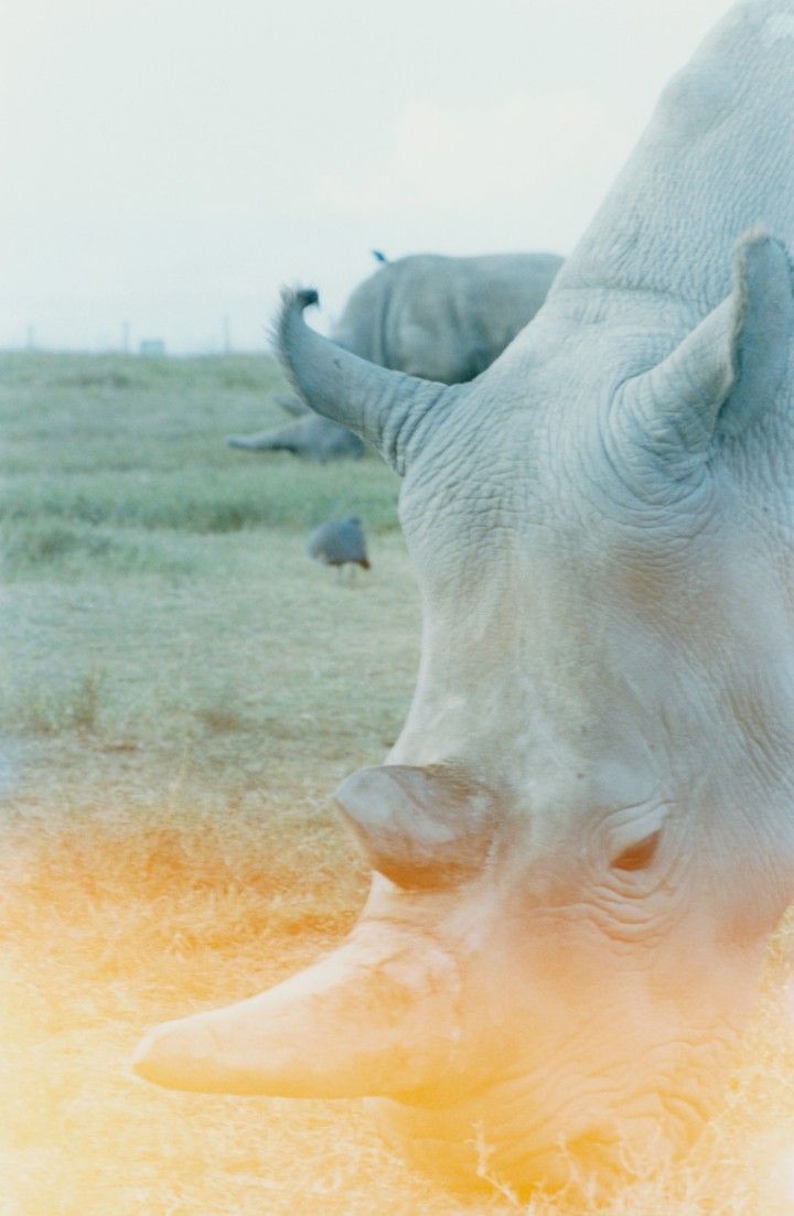720x1103 Ol Pejeta Conservancy, Northern White Rhino Kenya
