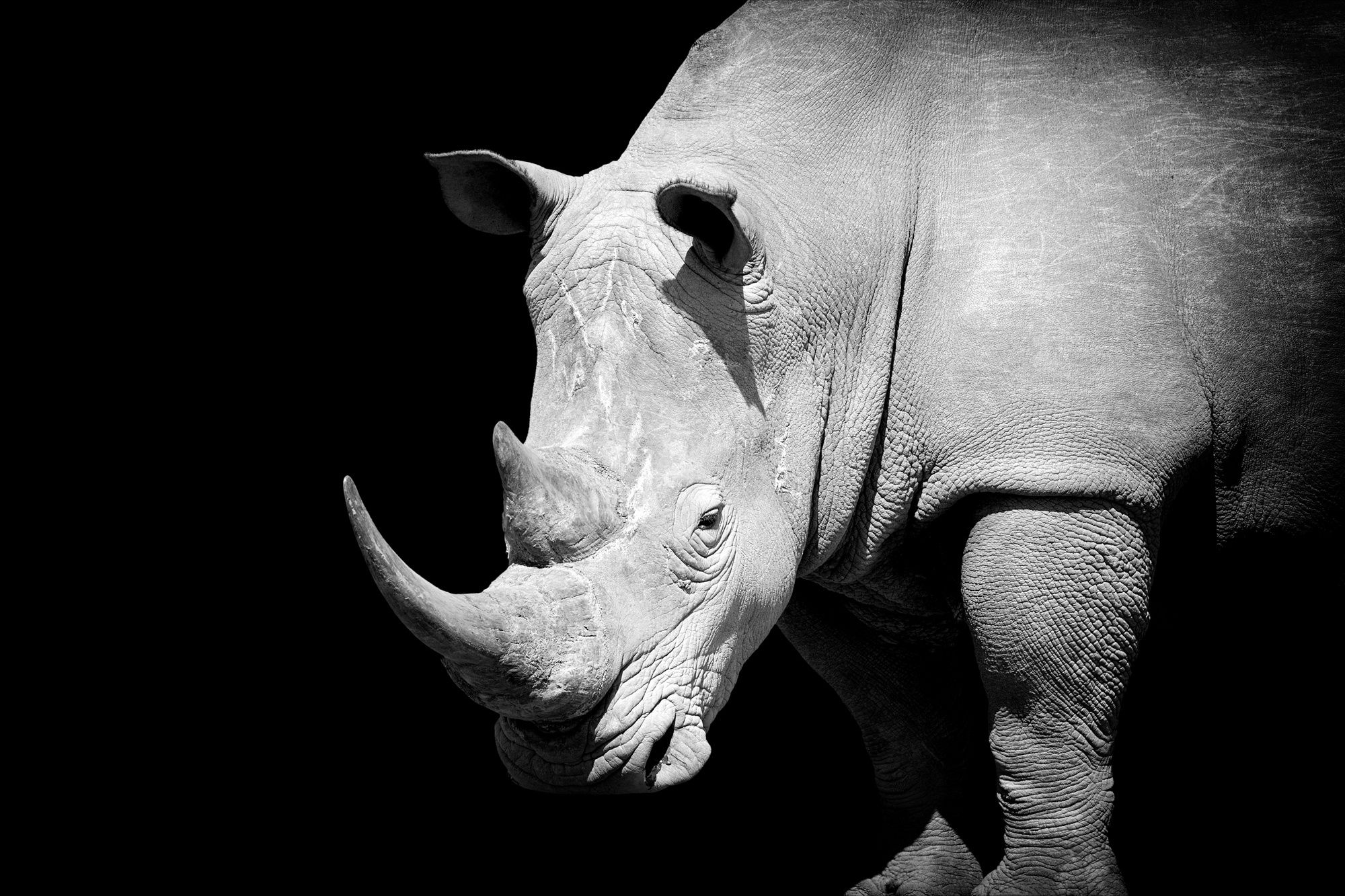 2000x1333 Rhino Wallpaper