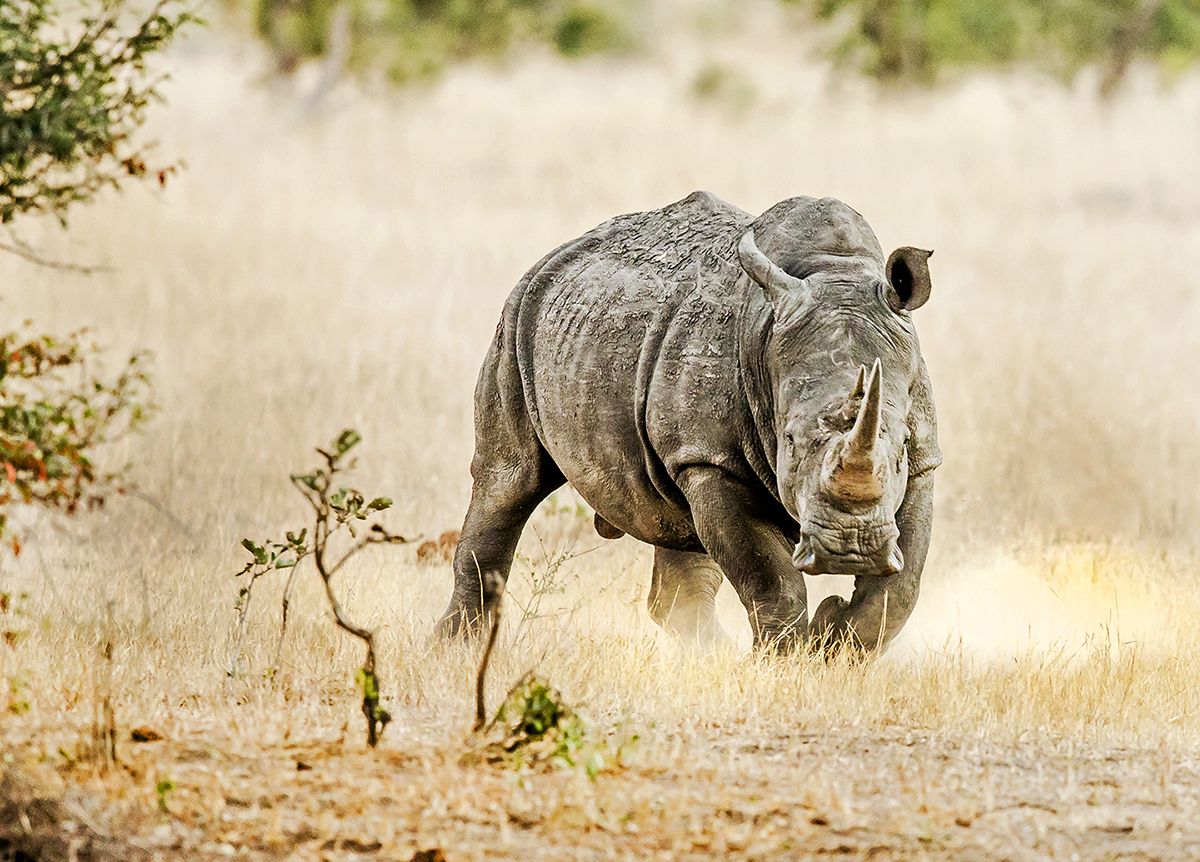 1200x862 White Rhinoceros