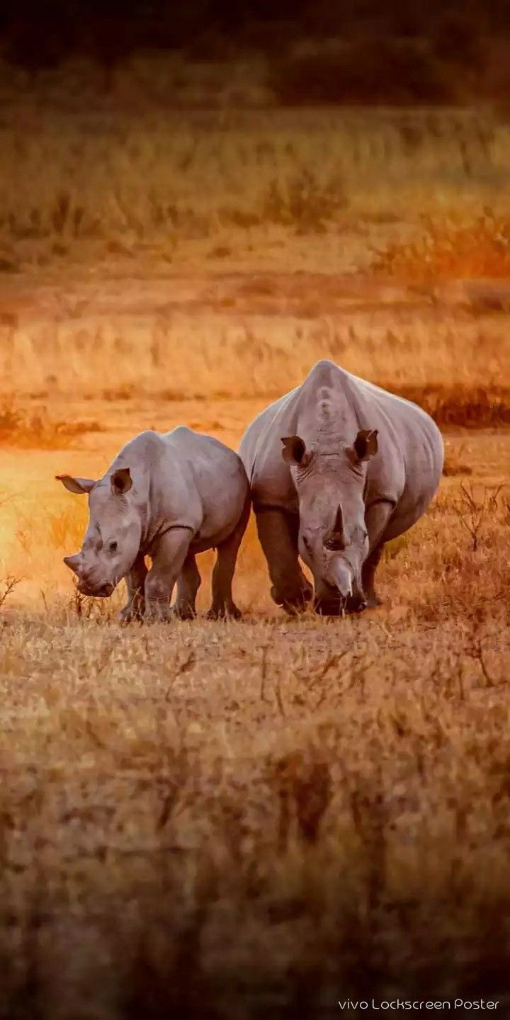 720x1440 Stunning Photography of Two White Rhinos in the Grass. Majestic animals, African wildlife, Wildlife habitat