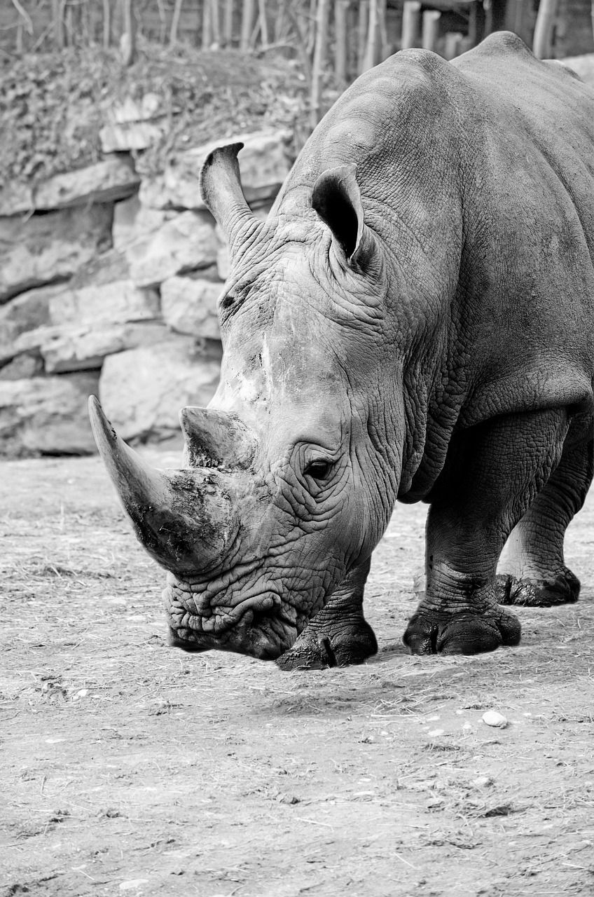 848x1280 Rhino White Rhinoceros