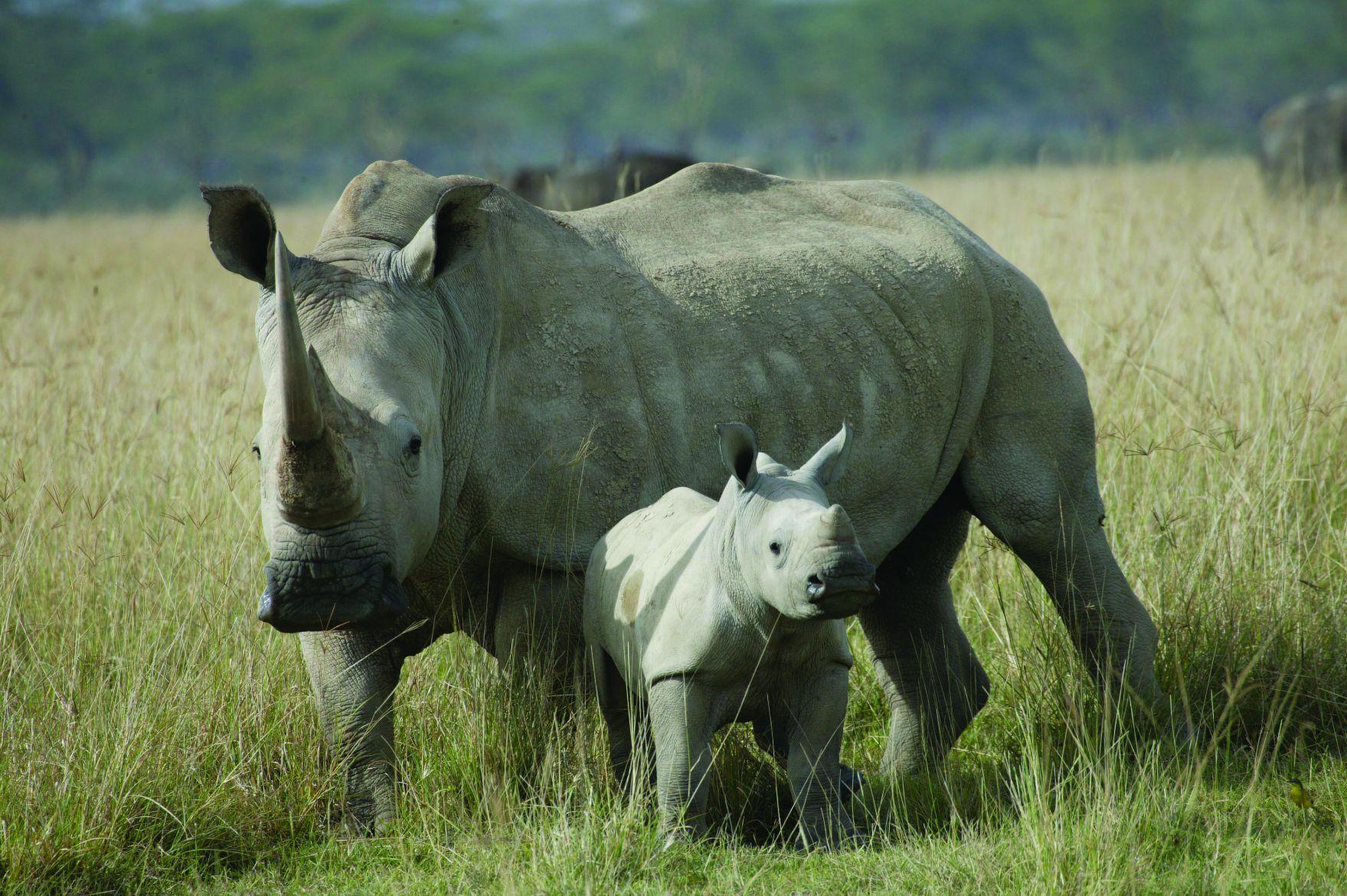 1759x1170 White Rhinoceros Wallpaper