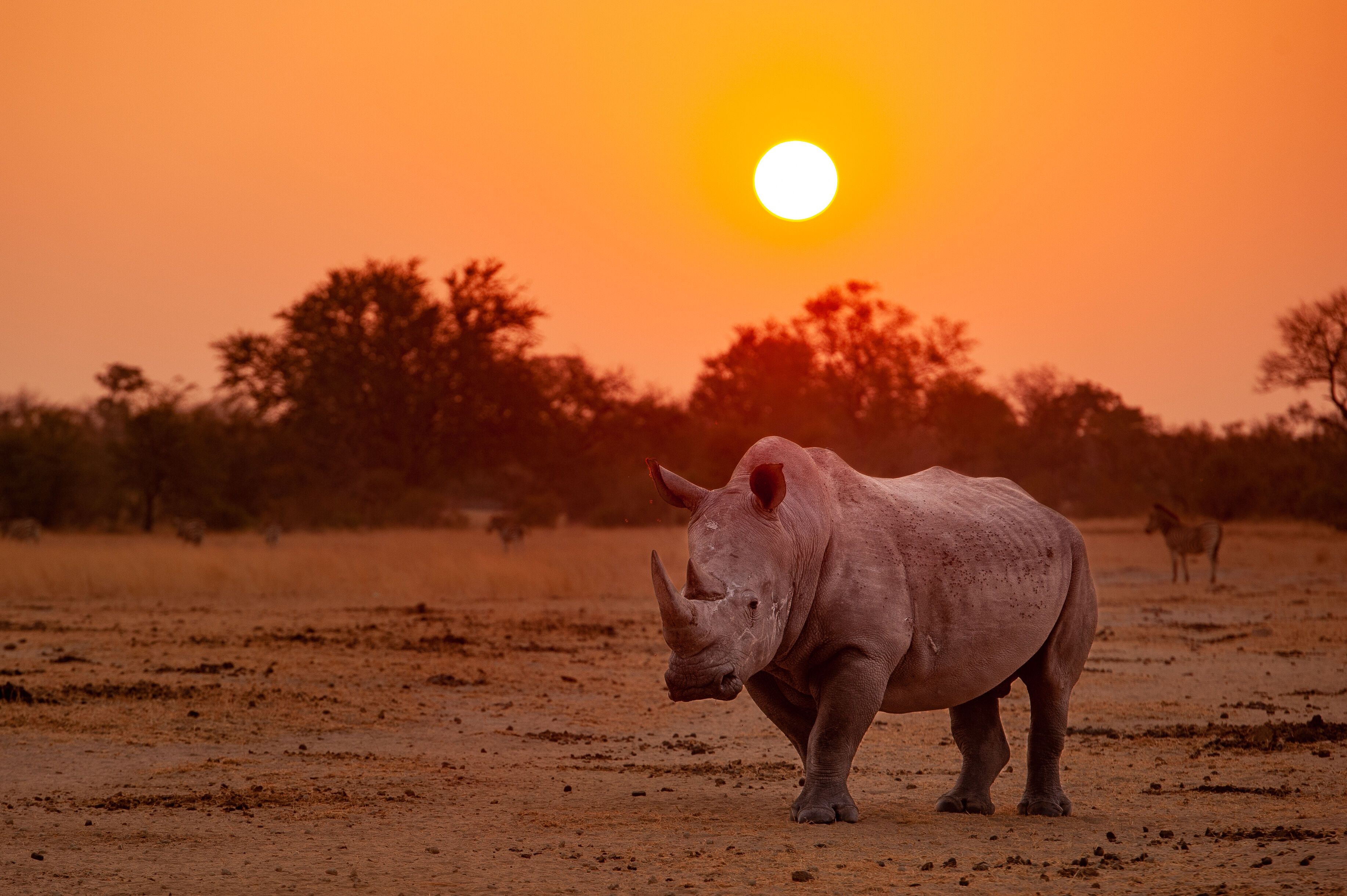3668x2441 Download Sunset Animal Rhino HD Wallpaperx2441