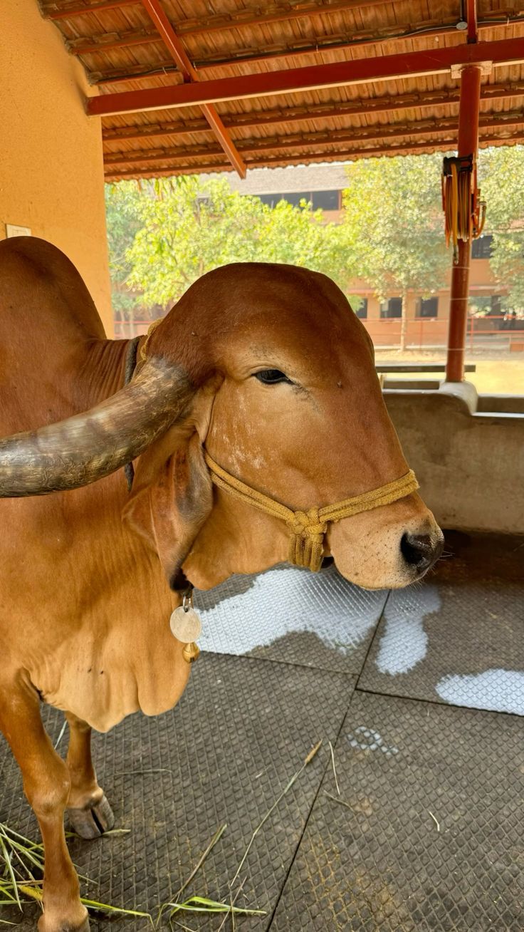 736x1308 Cow wallpaper (Gau mata)