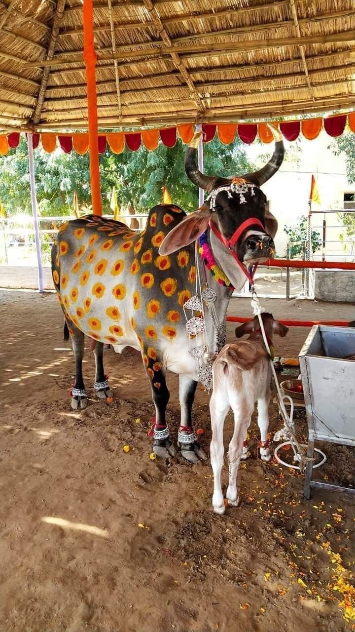 720x1280 Gau Mata at Govardhan Math Puri on the occasion of Govardhan Puja