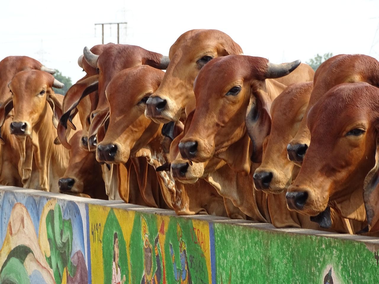 1280x960 Free Gaushala & Holy Cow Image