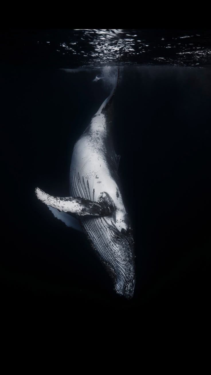 736x1308 Whale wallpaper