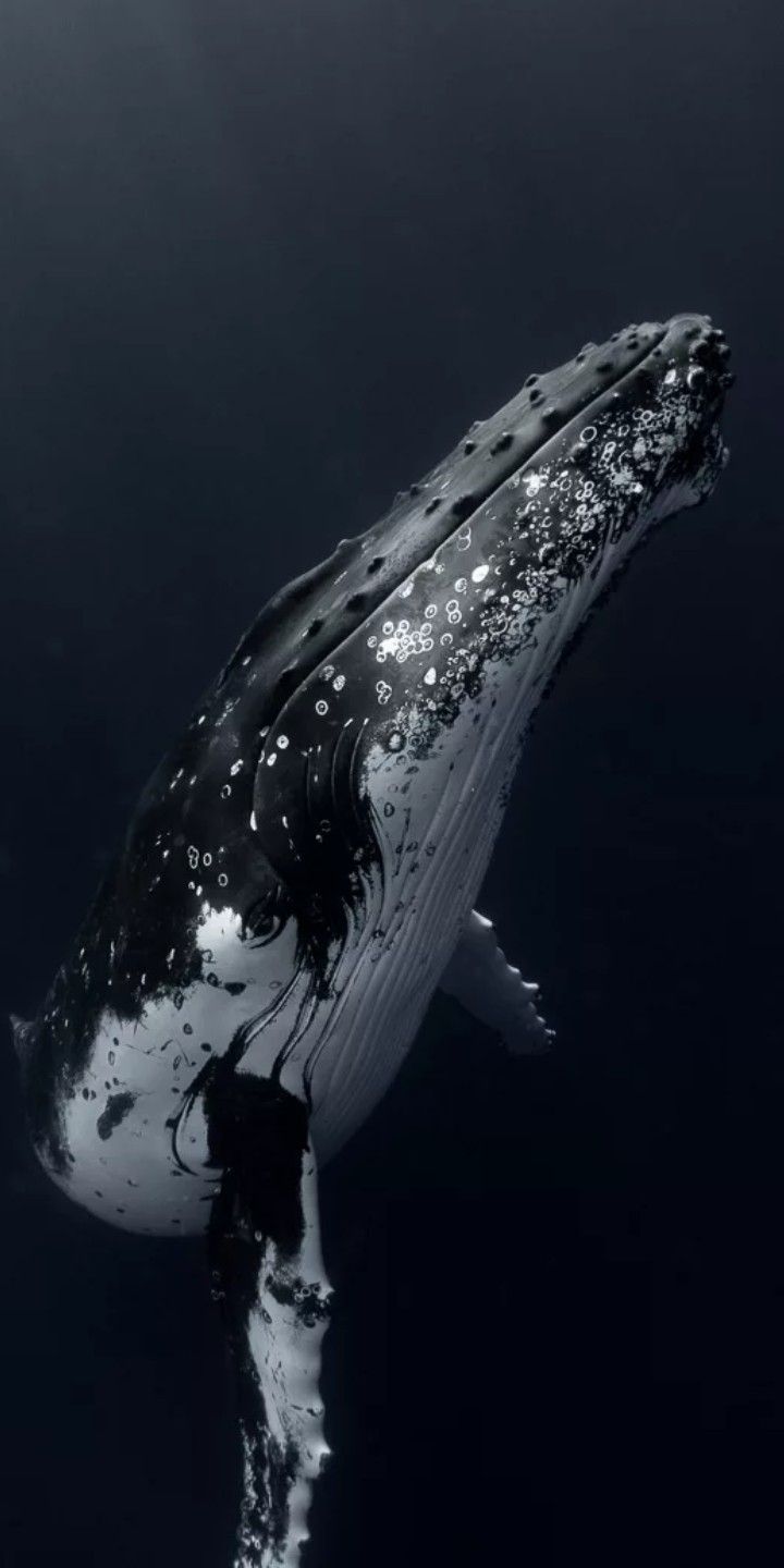 720x1440 Mobile wallpaper background