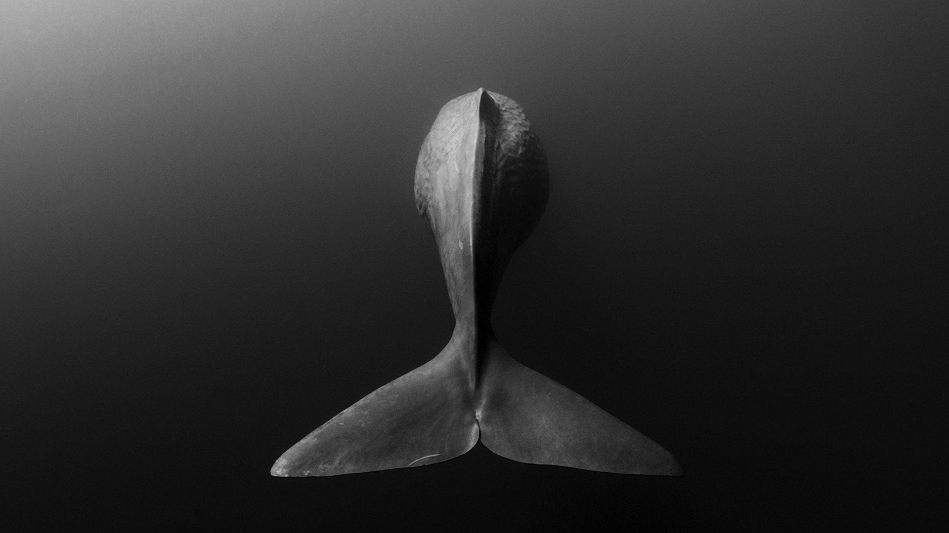 1920x1080 Majestic Whale Tail HD Wallpaper: Ocean's Silent Giantx1080