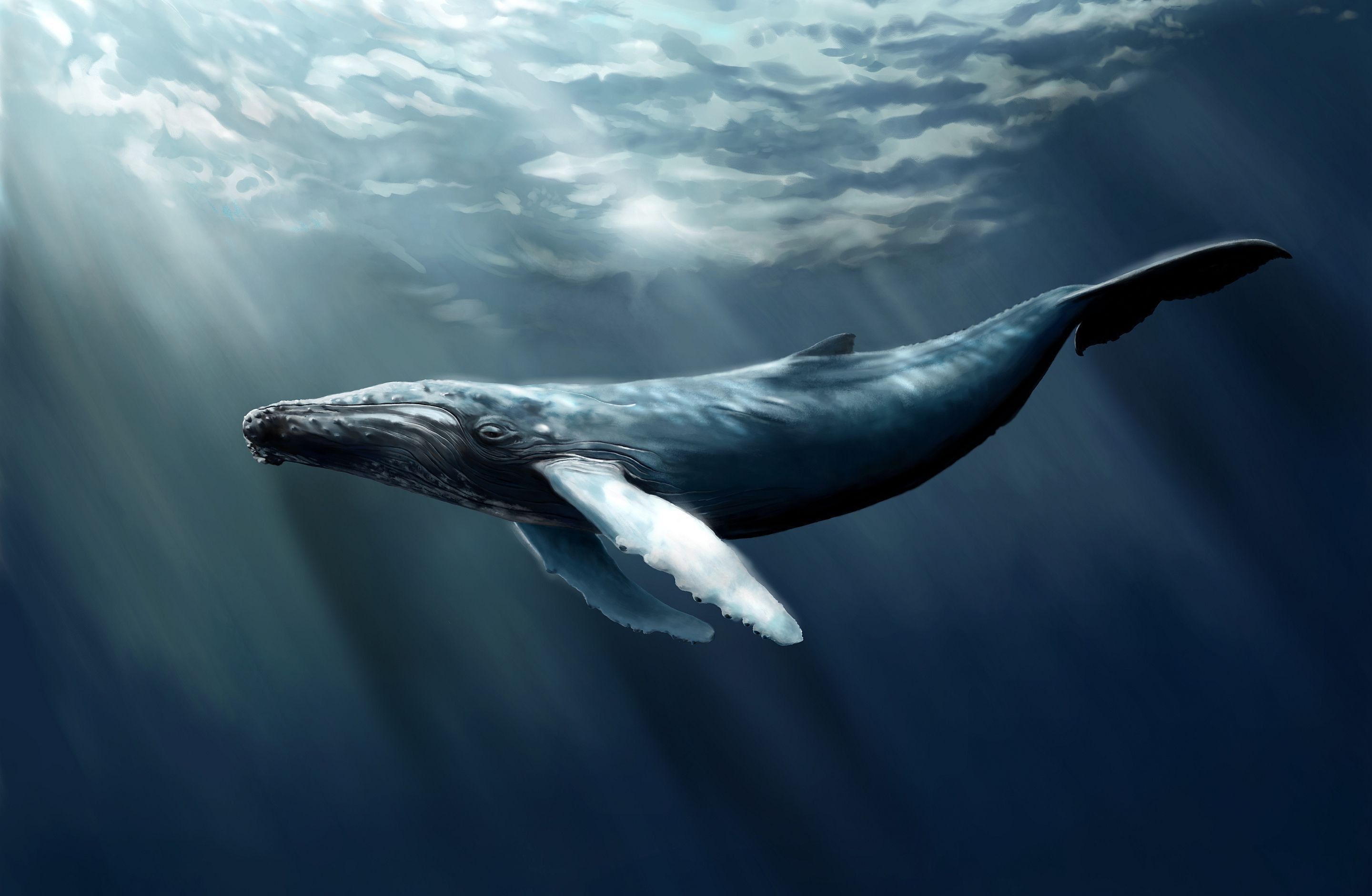 2880x1880 Whale Art Wallpaper