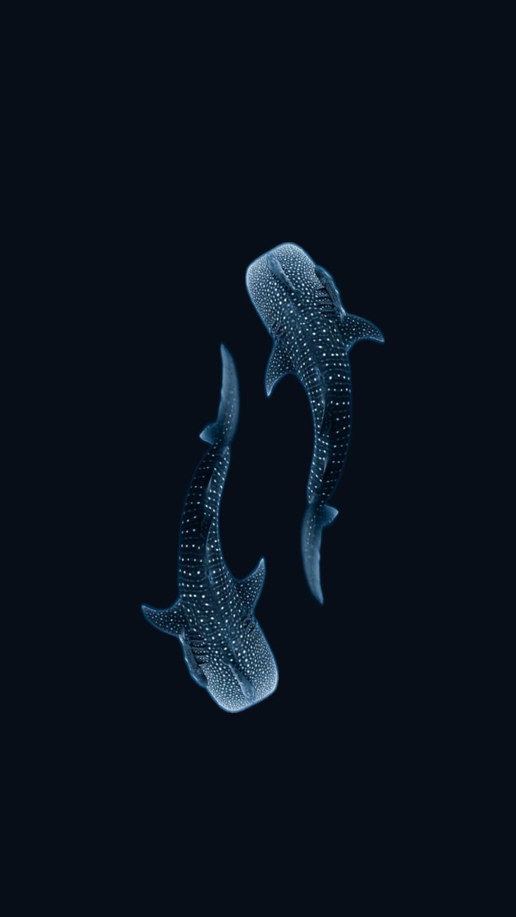 736x1308 Whale shark. Walsh shark and butterfly, Whale shark wallpaper black and white, Shark aesthetic painting