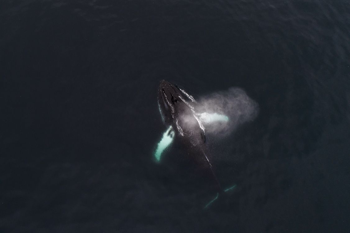 1126x750 Aerial view of Humpback whale swimming in dark sea · Free
