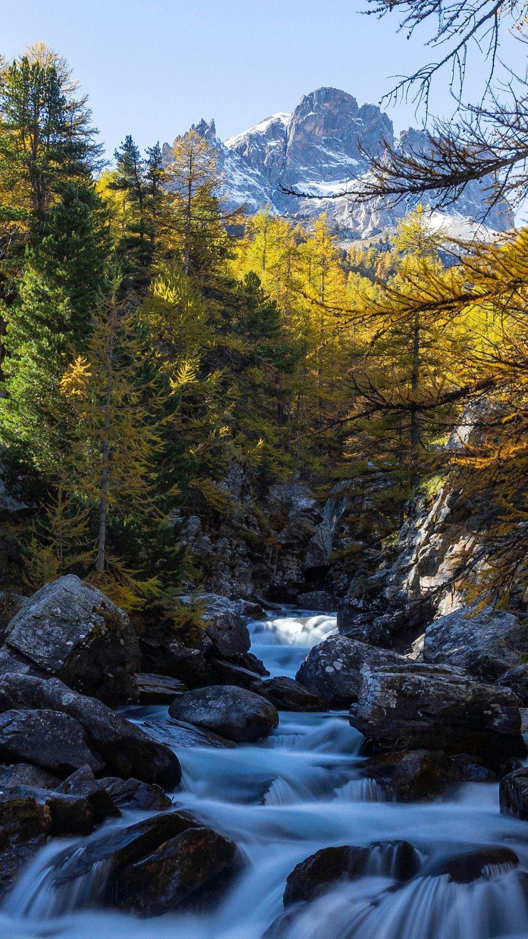 1080x1920 Forest Mountain River Stone Around Trees 4K 5K HD Nature Wallpaper