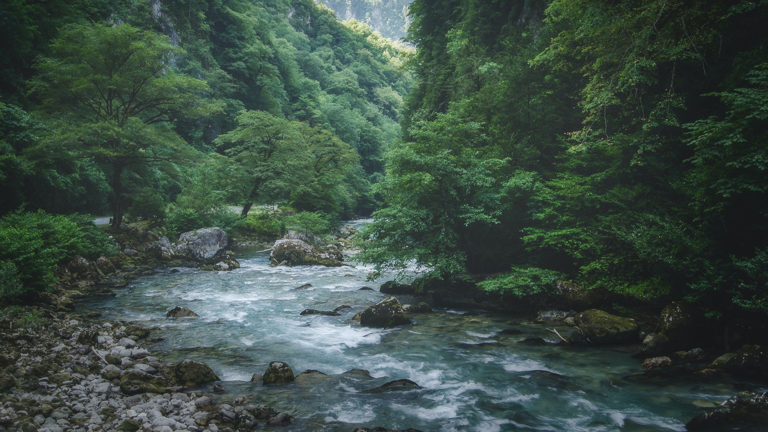 2560x1440 River Water Stream Stones Surrounded By Green Trees Forest Background HD Nature Wallpaper